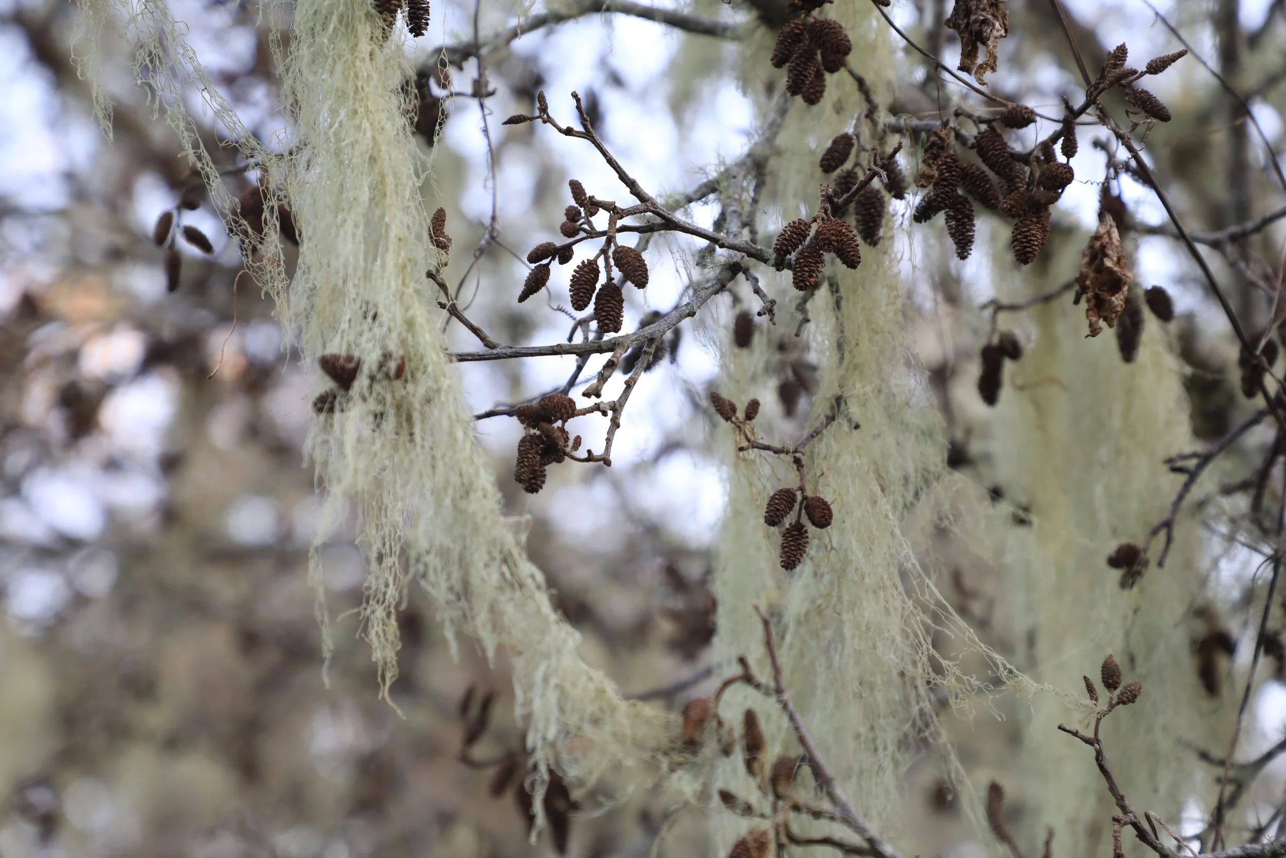 alders and lichen mingle.JPG