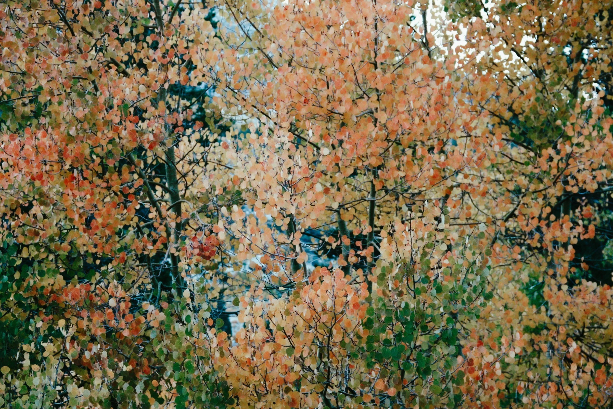 aspen+painting-2.jpg