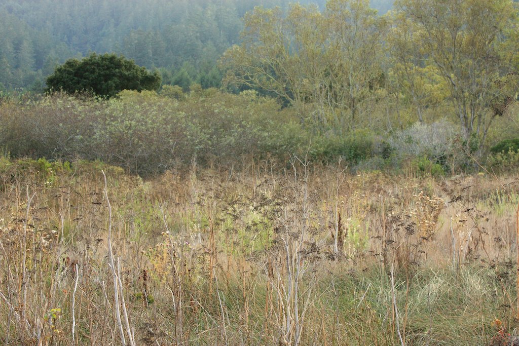photo.late summer willows web.jpeg