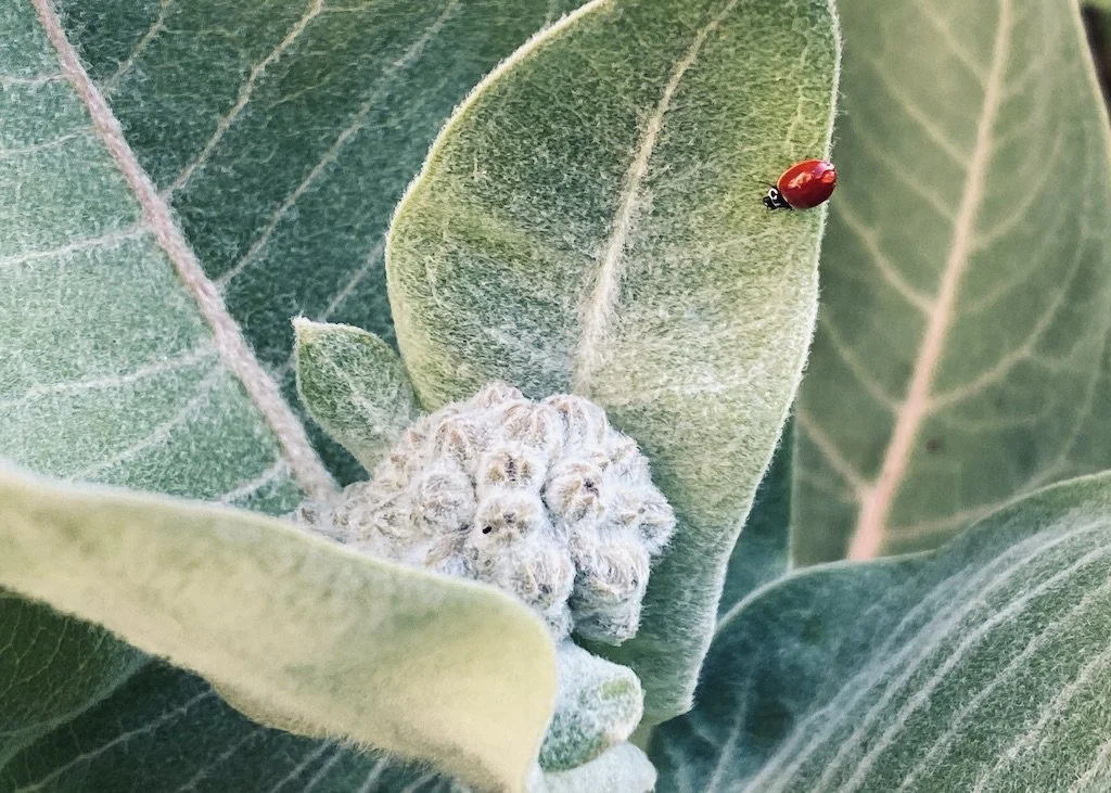 milkweed bug web.jpeg
