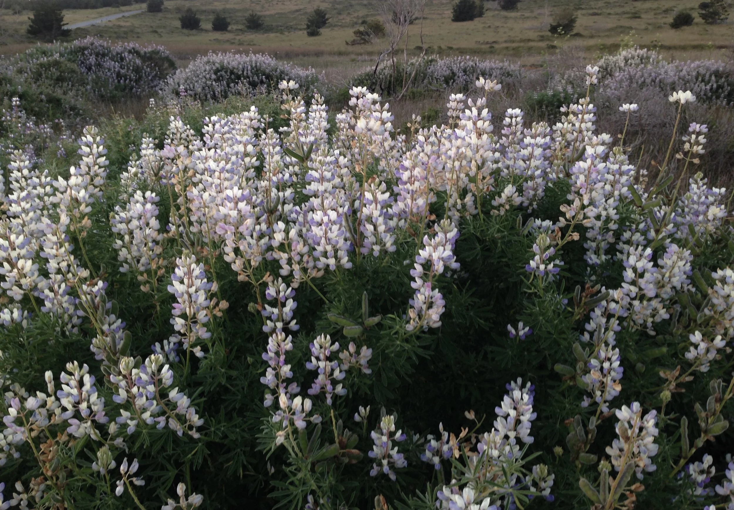 lupines pt reyes web.jpeg