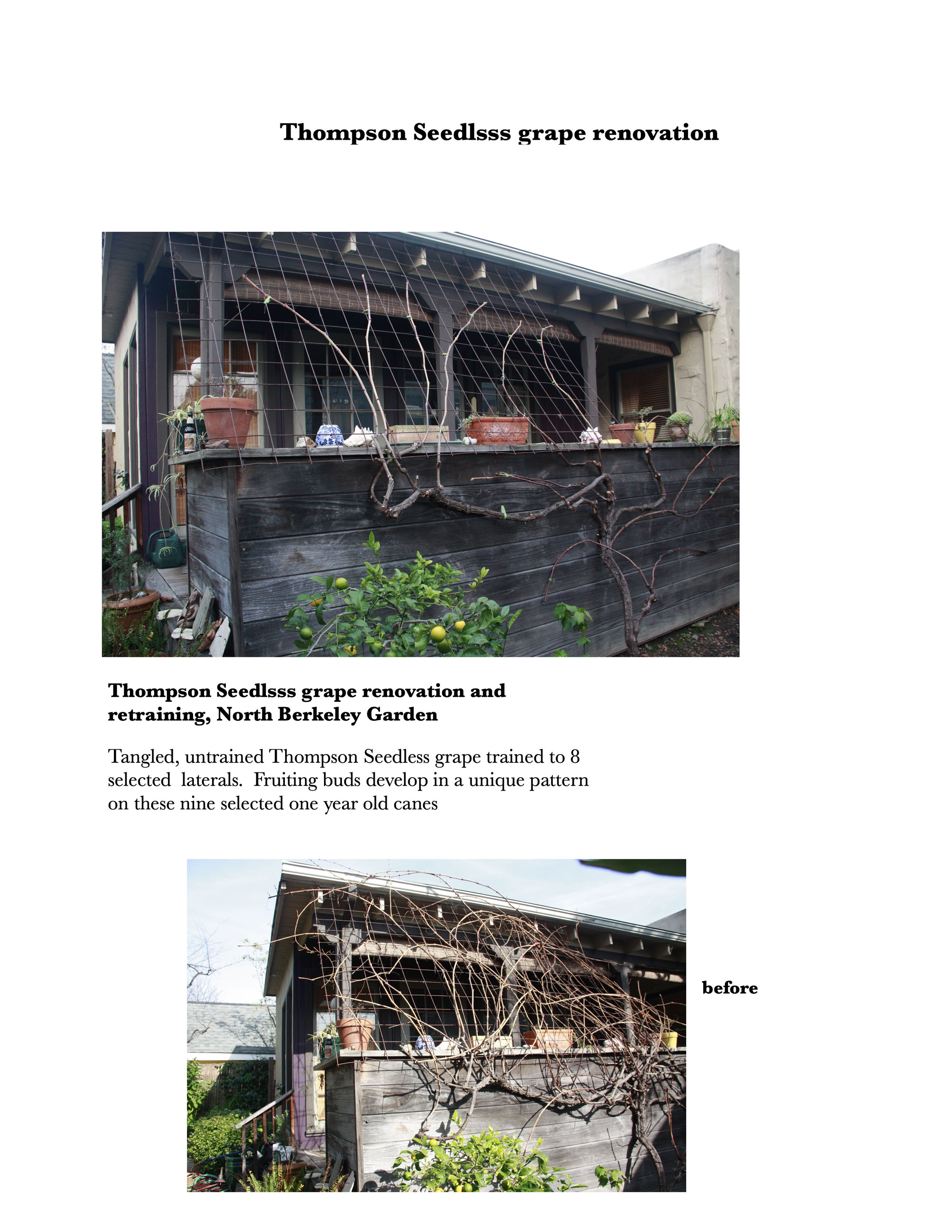 thompson Grape renovation.png