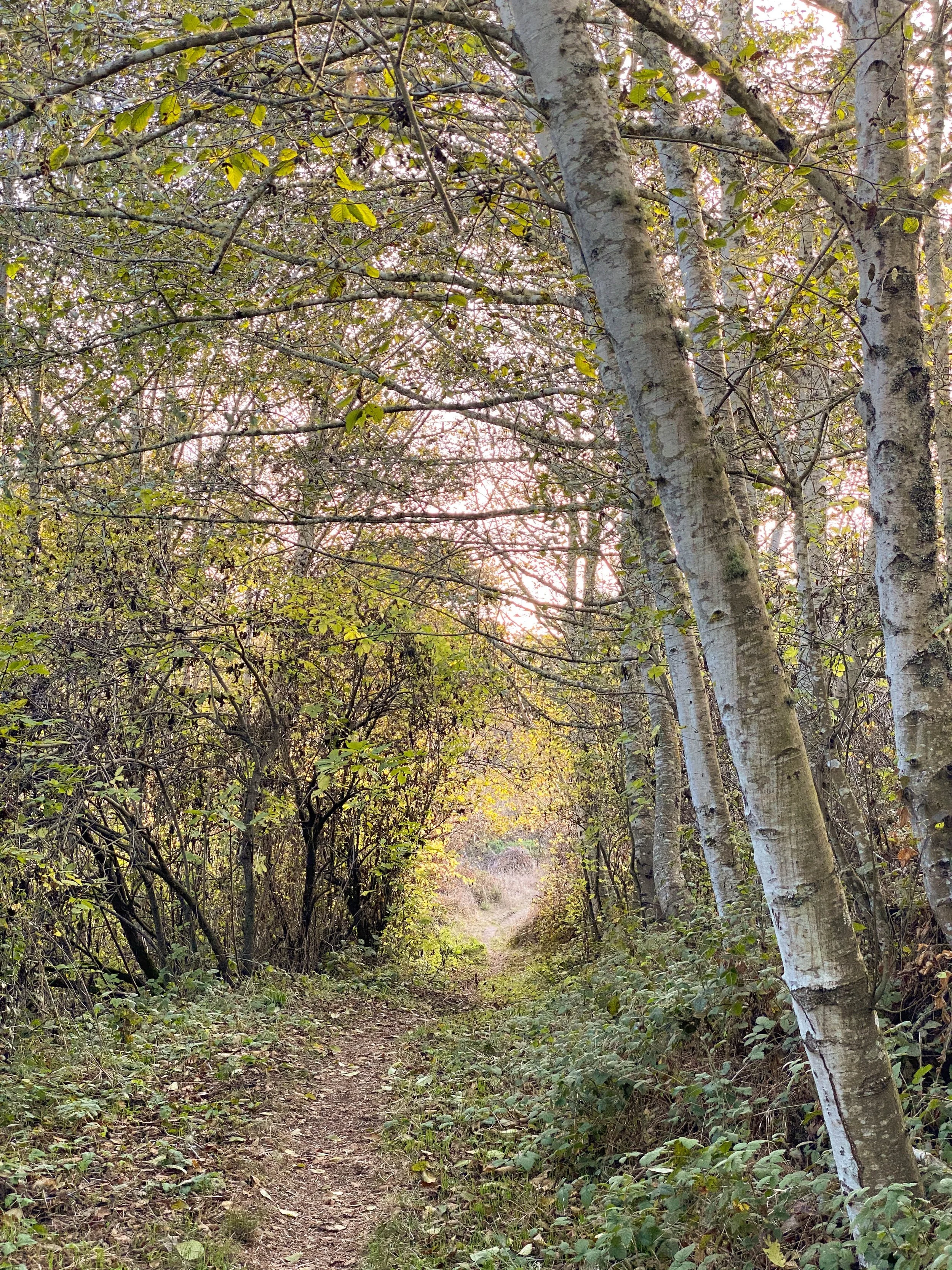 Vertical Alder path at Muddy HollowVertical Alder path.jpg