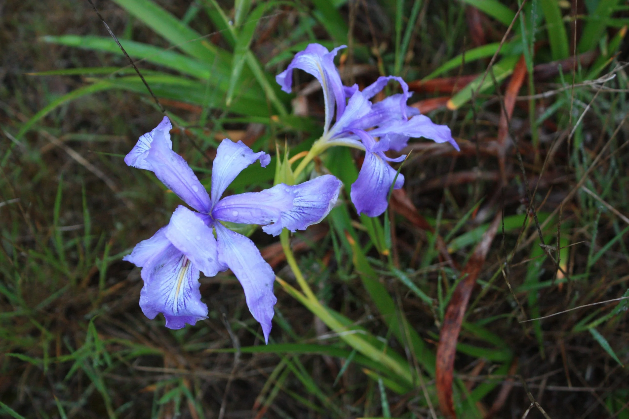 Douglas iris variation, Limantour