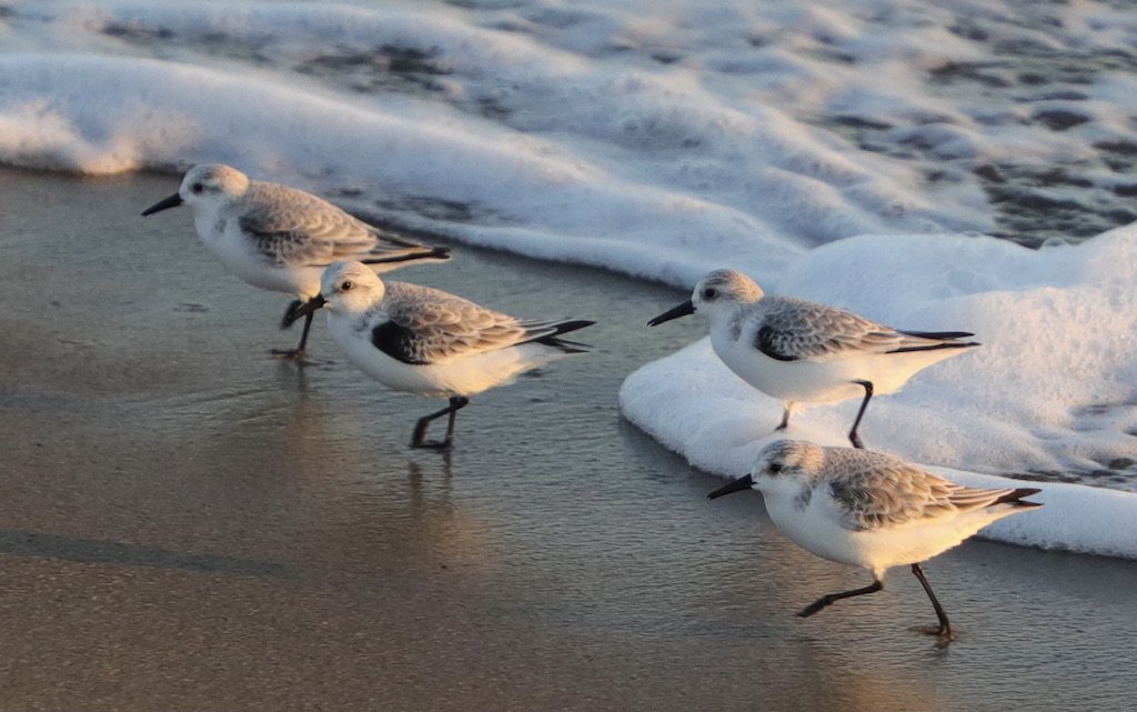 Sanderlings Beach Walk