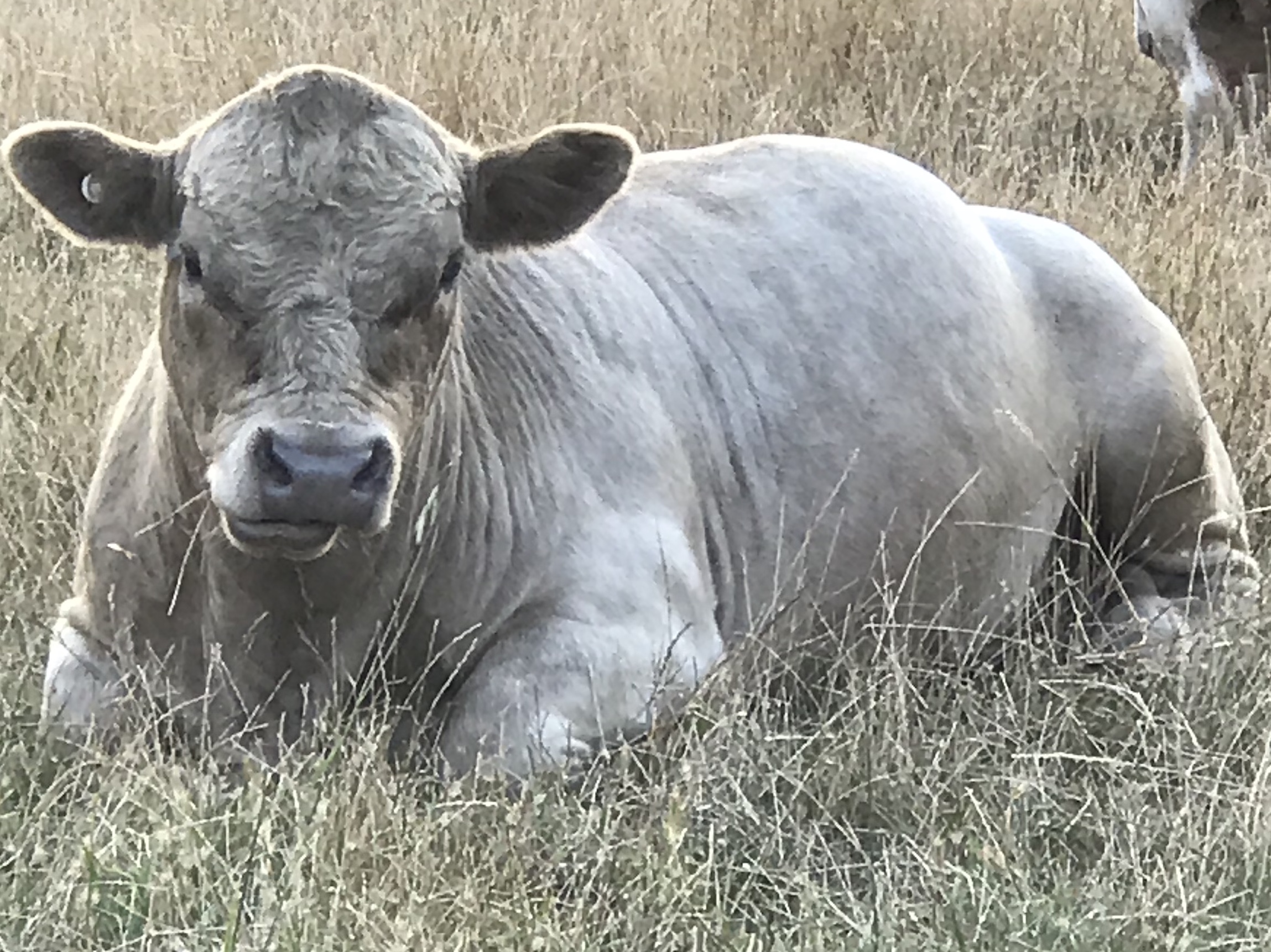 cattle.jpg