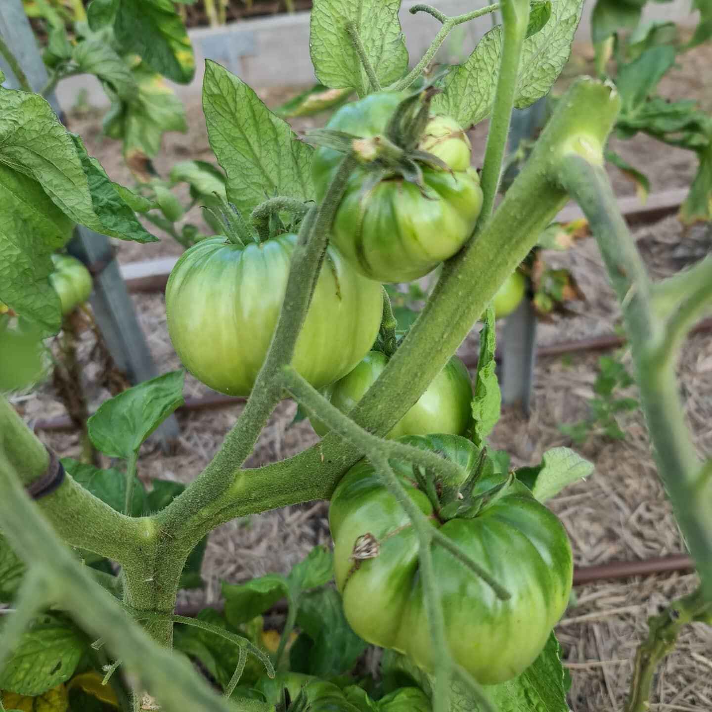 It's been a pretty average year for my tomatoes so far,  but there is some progress here.  Fingers crossed we get enough to make tomato sauce.