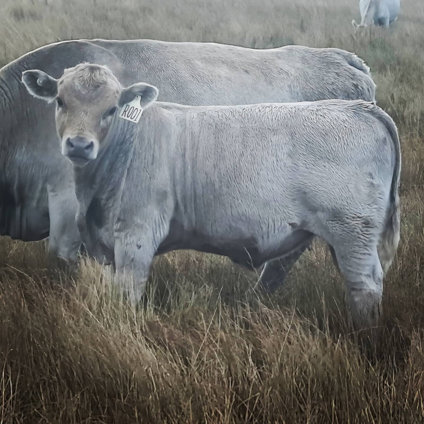 Ranger is our next generation bull we are keeping for the herd.  At only 5 months here you can  see his muscle and rump profile coming along nicely with a big gut to process all that grass.