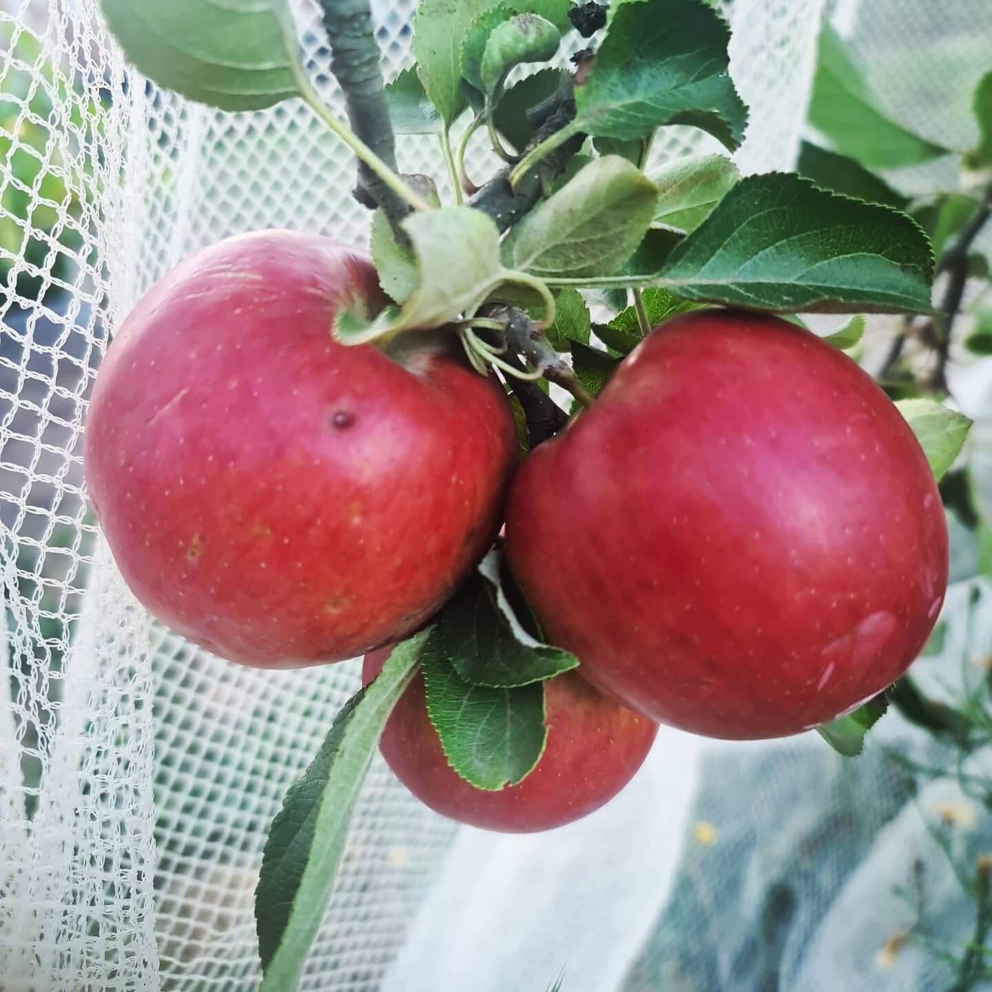 Have you ever seen those beautiful oil paintings of bowls of fruit?  I'm starting to appreciate them more now; home grown apples are a heart warming sight. ❤