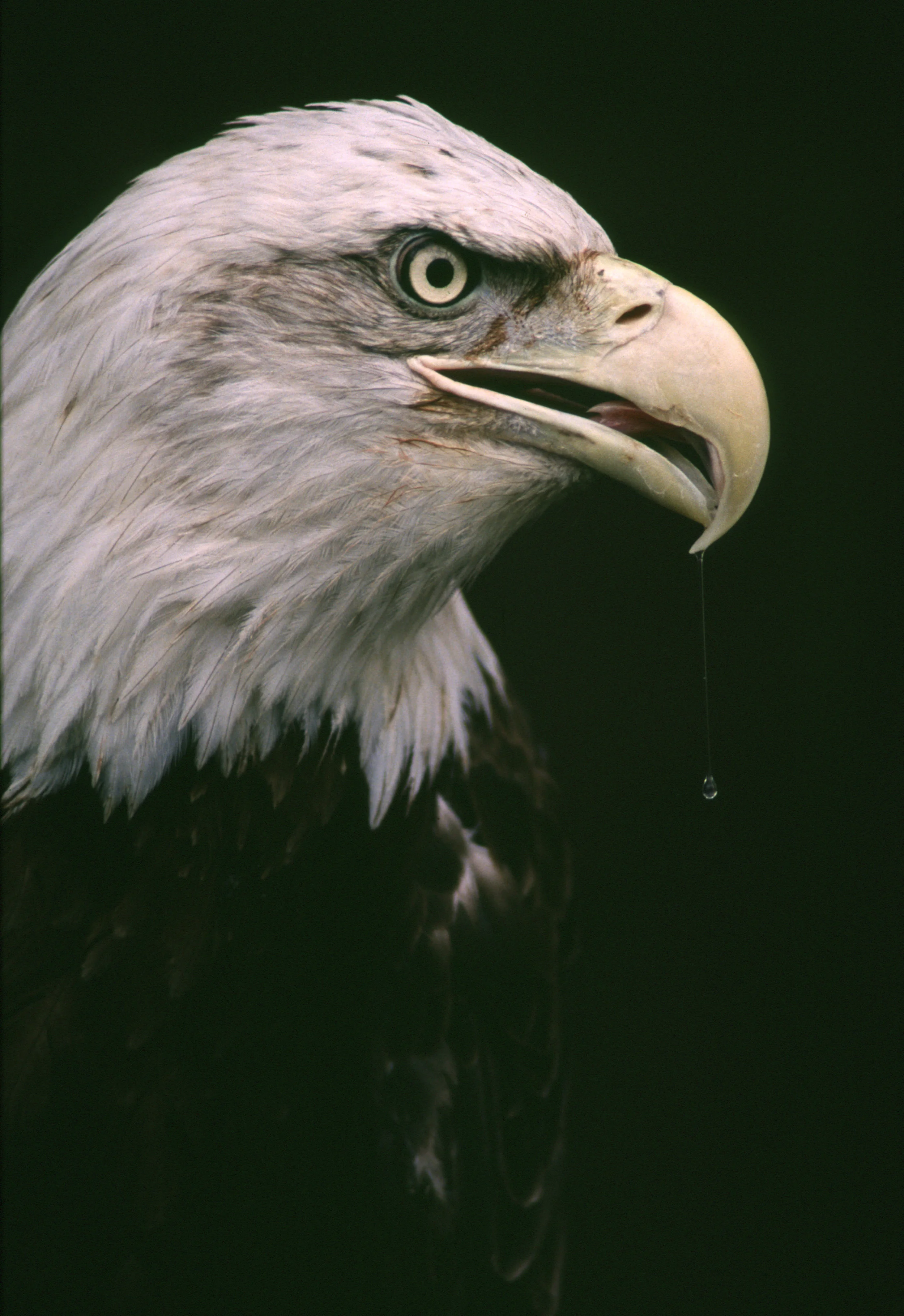 EAGLE copy.JPG