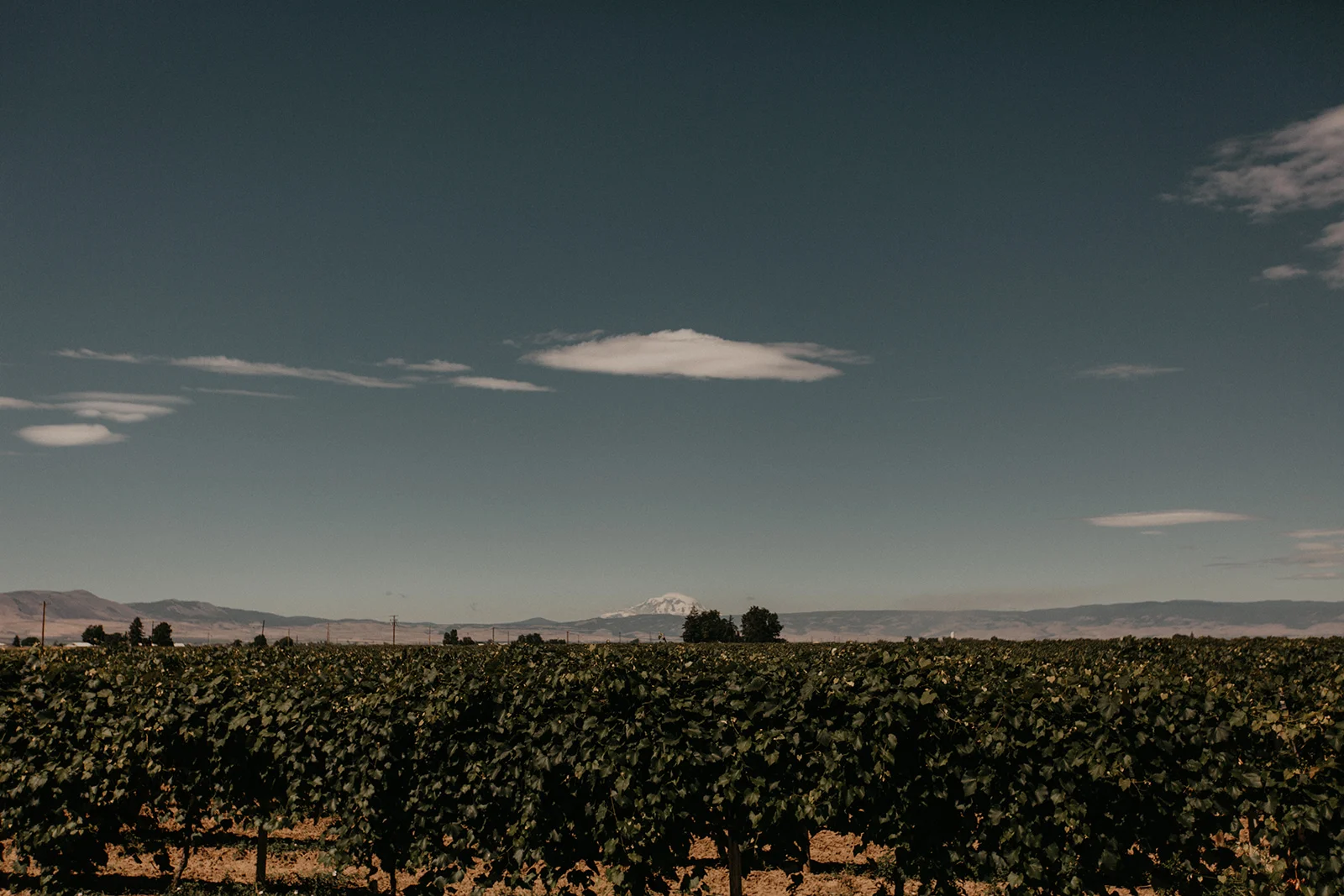 Marjorie+David_Yakima_Wedding-23.jpg