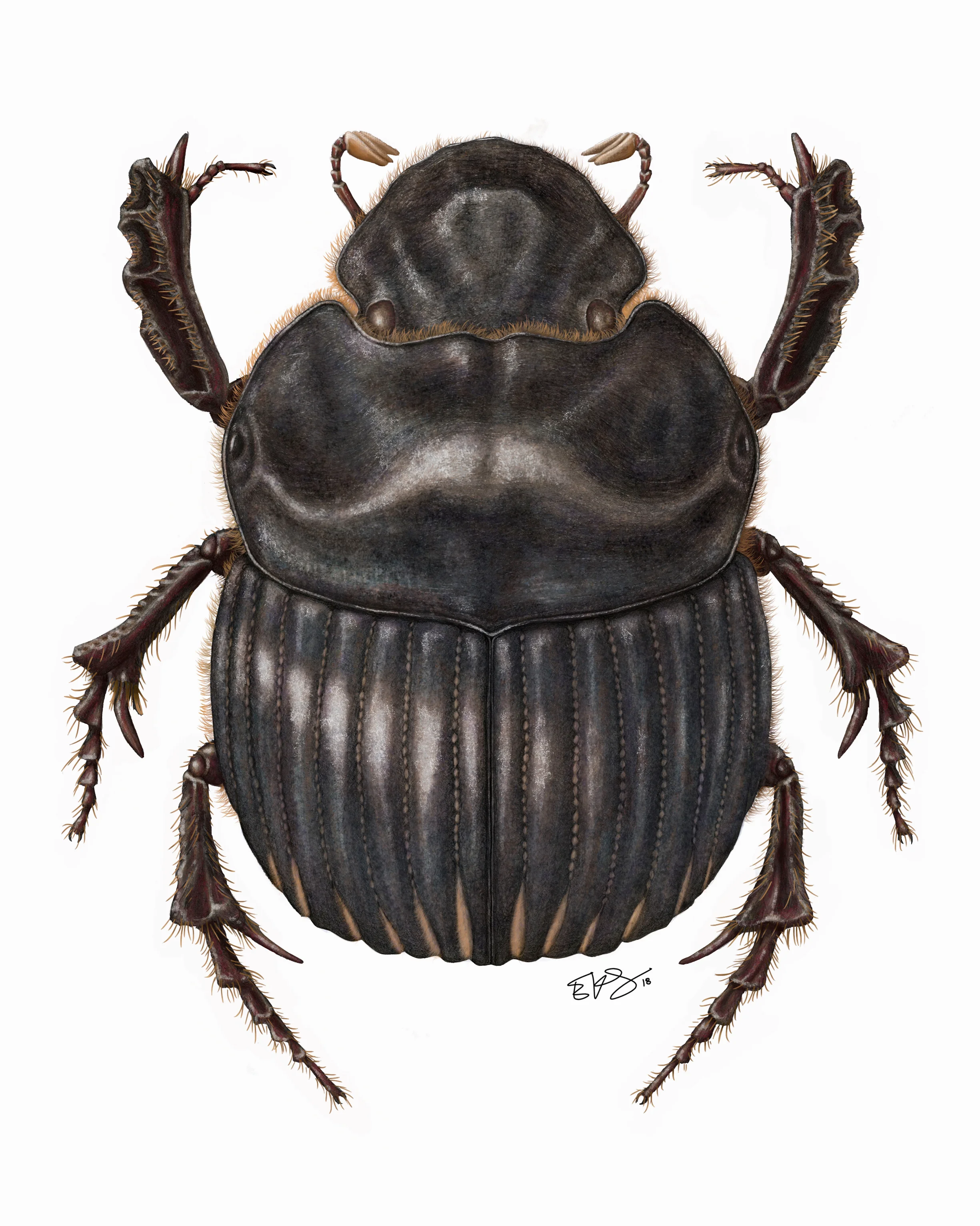 Dung Beetle, 2017-18