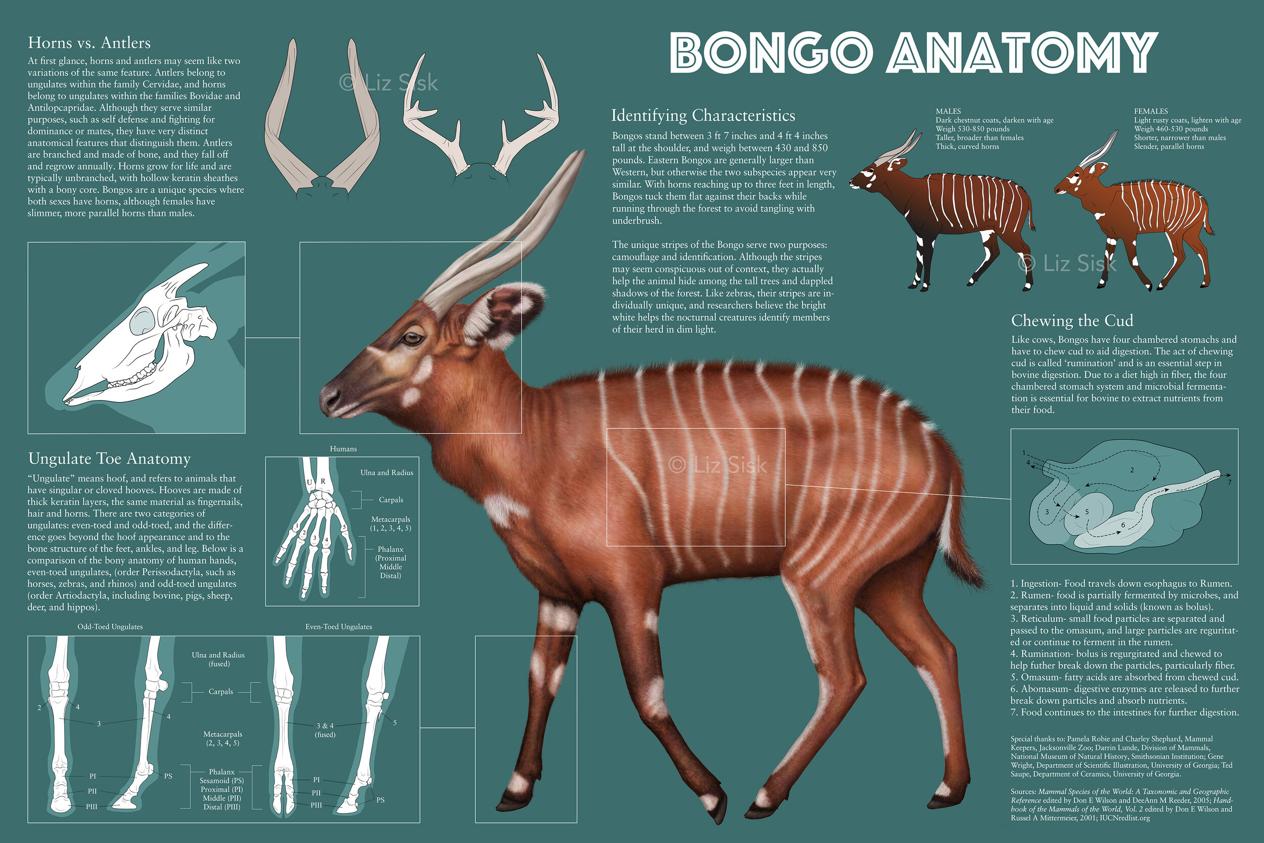 Bongo Anatomy Infographic, 2019
