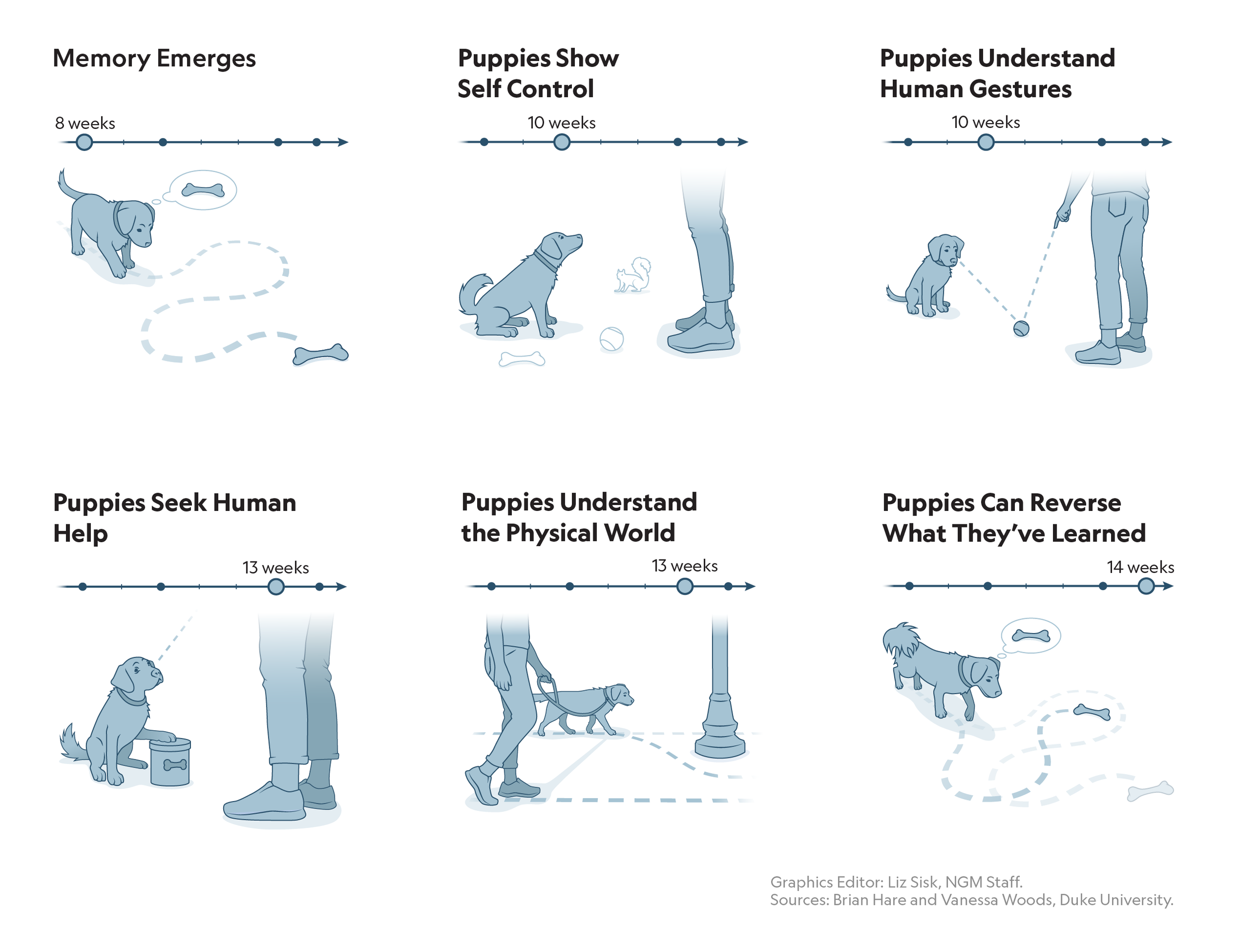 "Dog Development" 2025