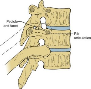 ribs (1).jpg