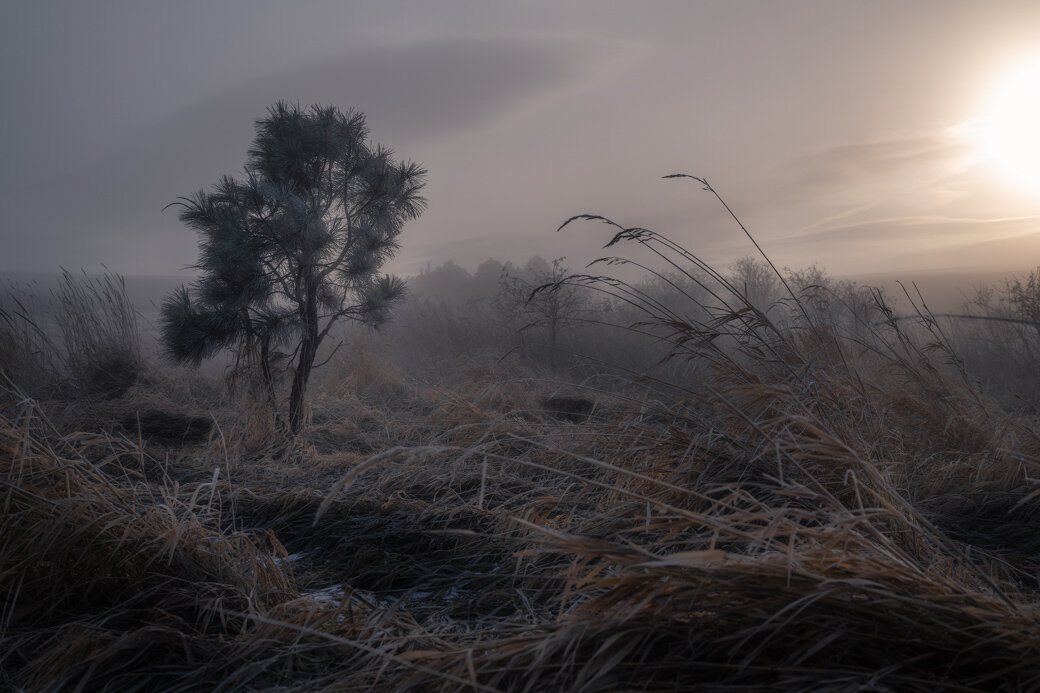 Frosted Tree