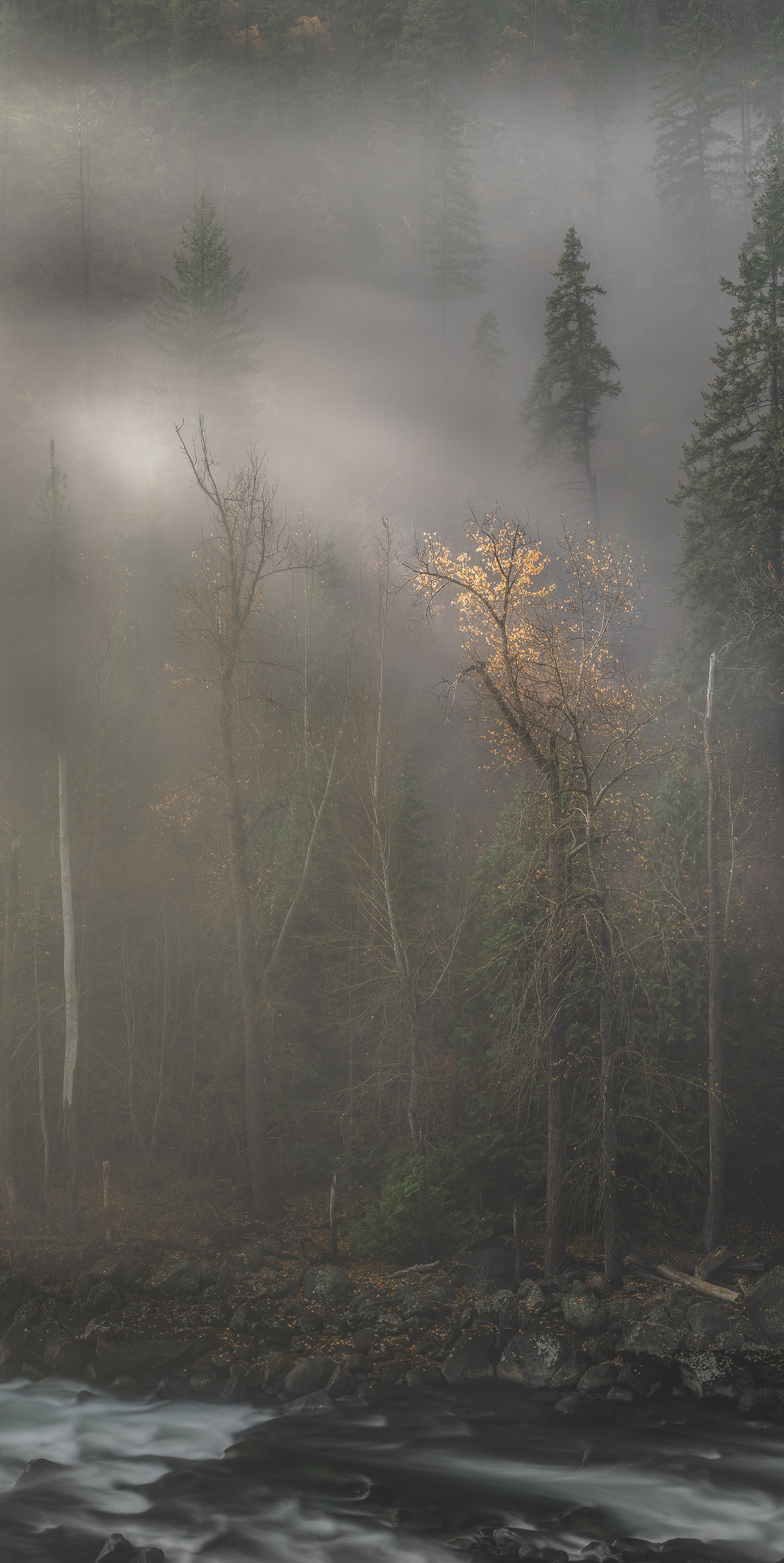 Lone golden tree