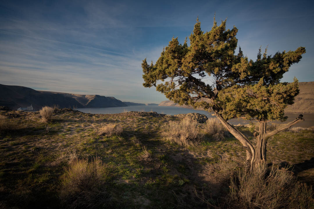 lone tree
