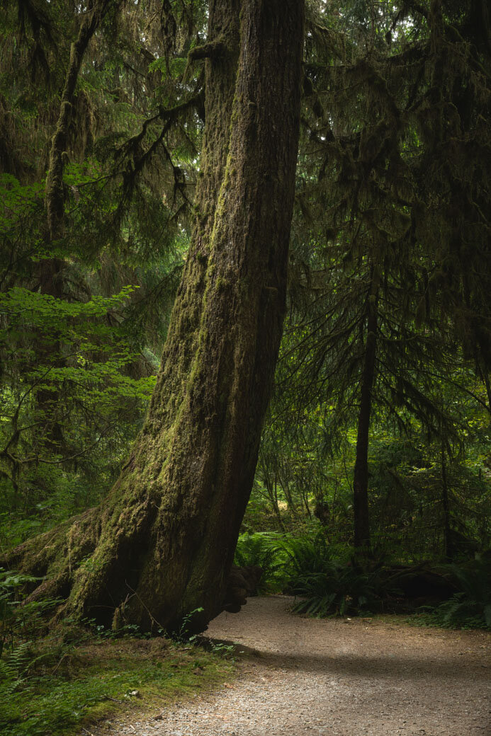 Landscape Photography in Hoh Rainforest