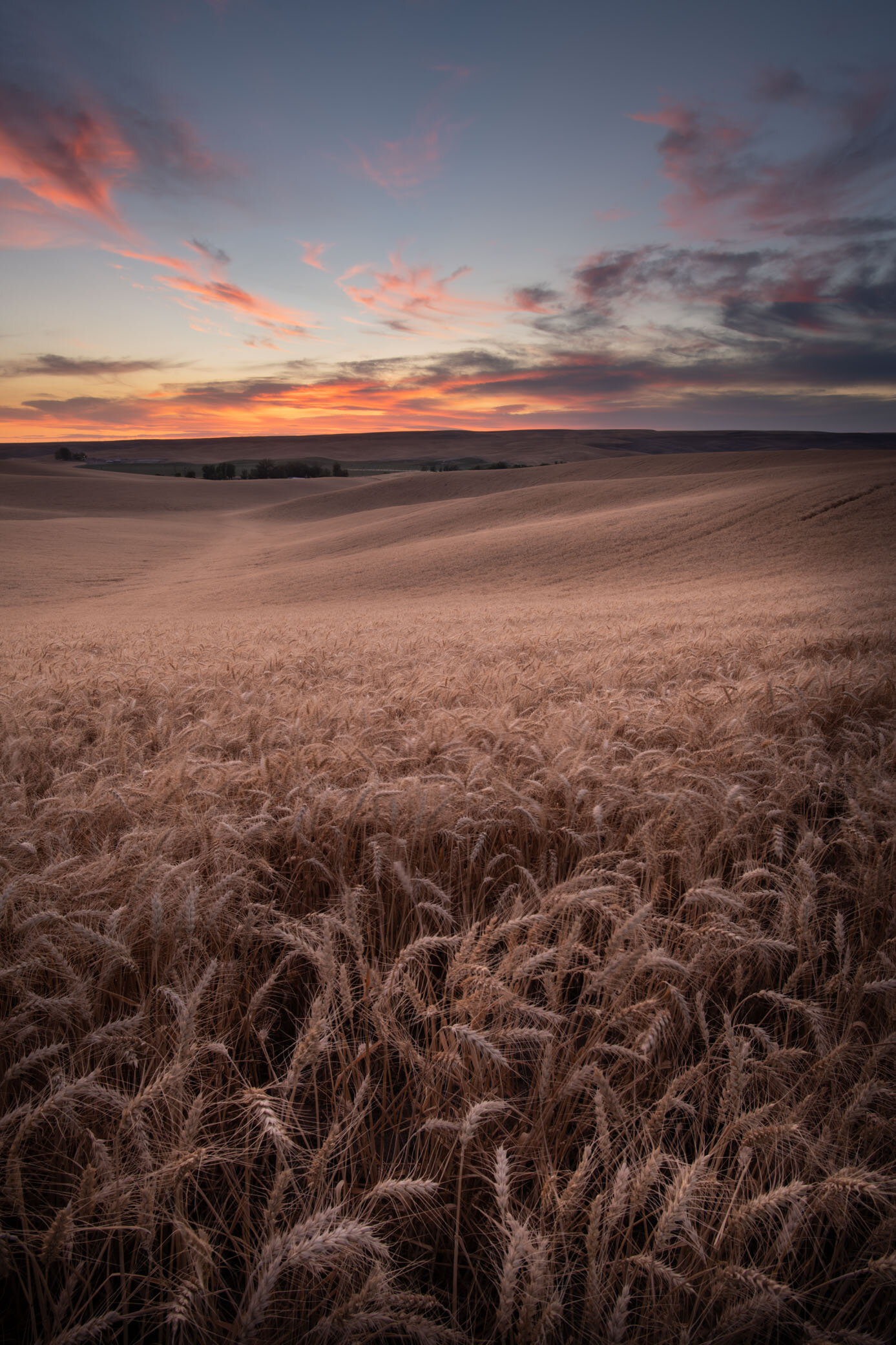 Sunset over Walla Walla Wheat