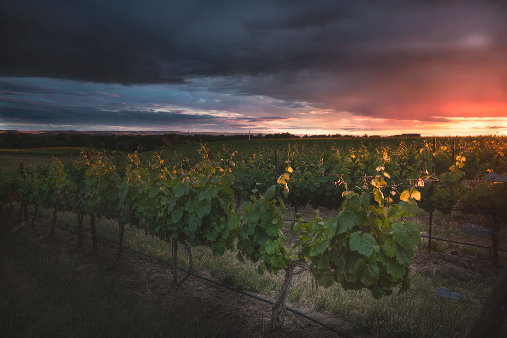 Grape Vines kissed by the sun