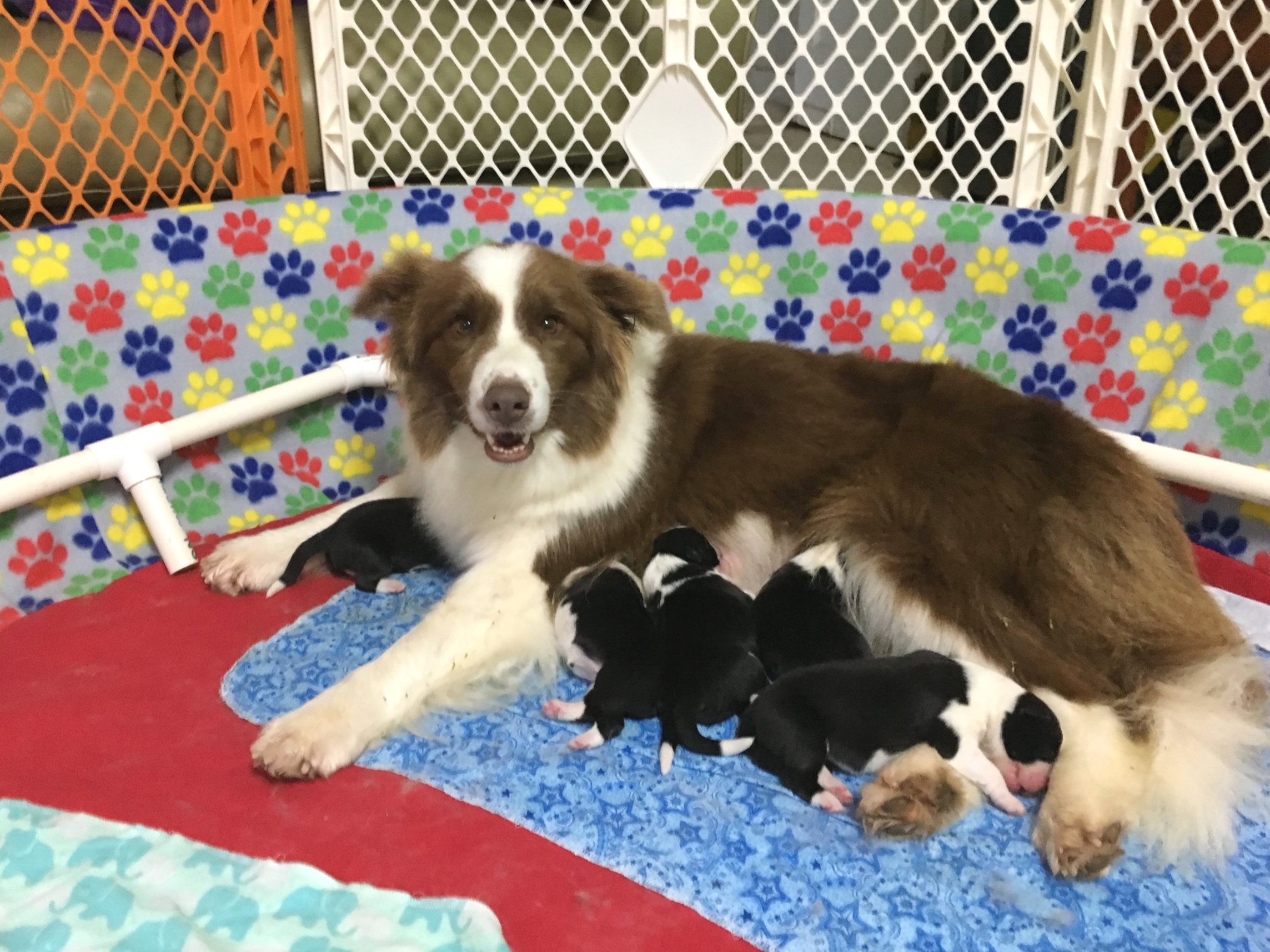 kusa registered border collie breeders