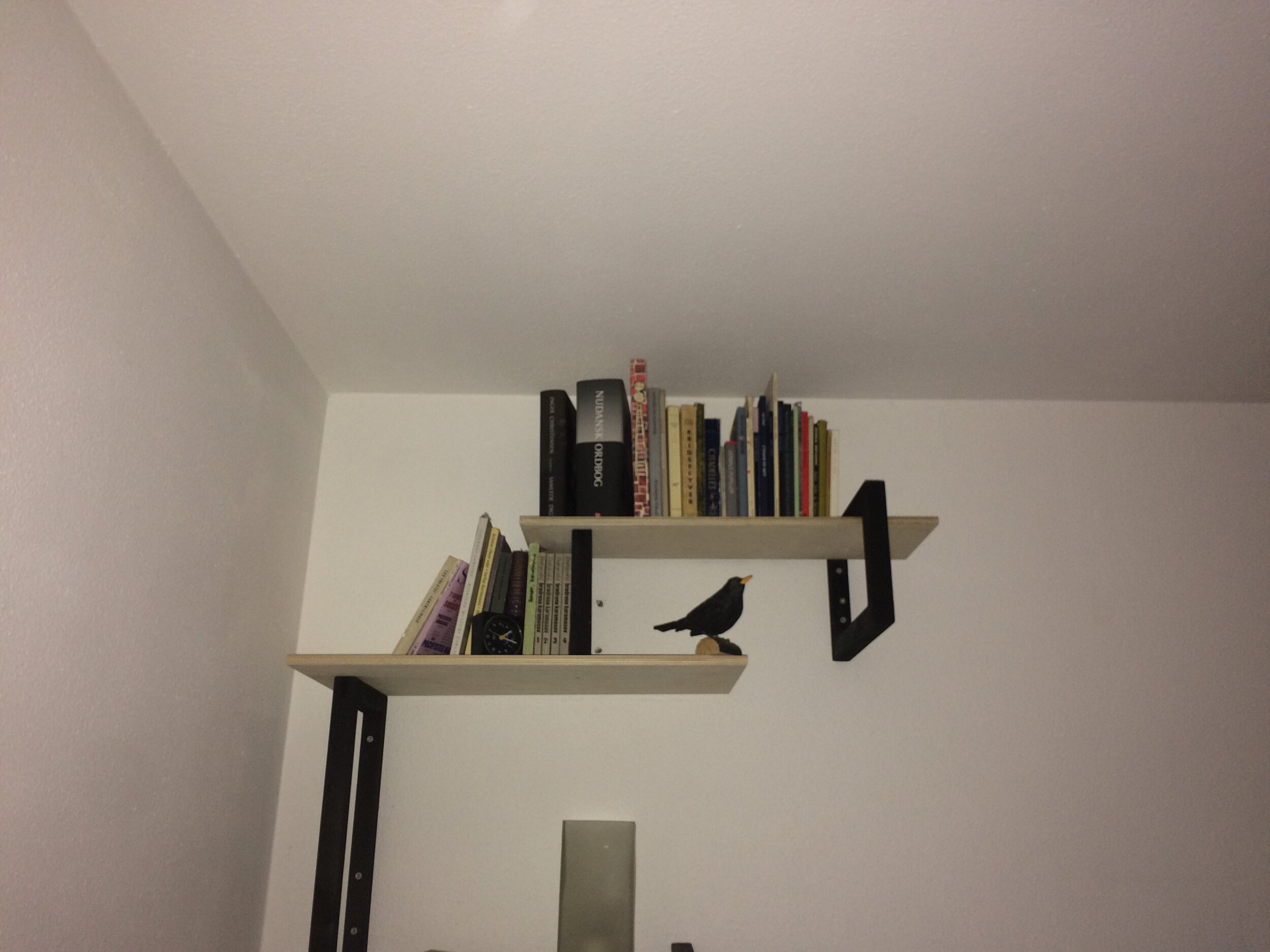 sol sort næb gul (PR).JPG