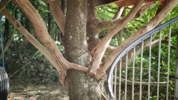 Can you build a treehouse without harming the tree?