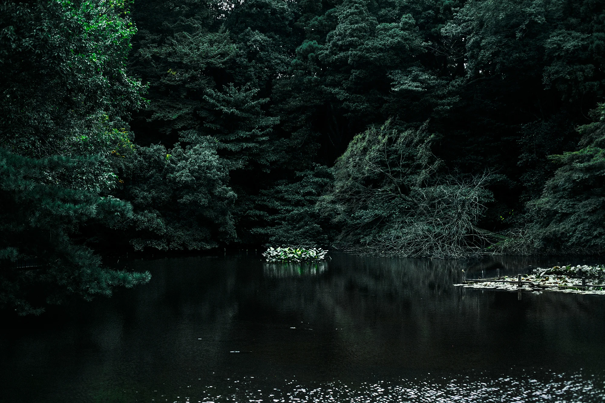 _C1B0825.jpg