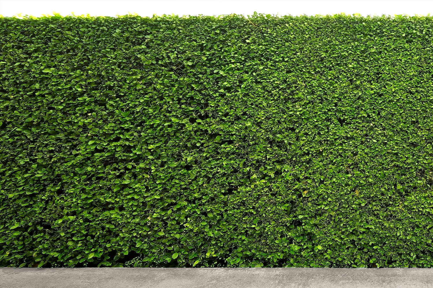 JMV Rengøring & vinduespolering tilbyder hækkeklip - Har din hæk brug for en klipning? Vi tilbyder hjælp til vedligeholdelse af udearealer og have-/parkservice.