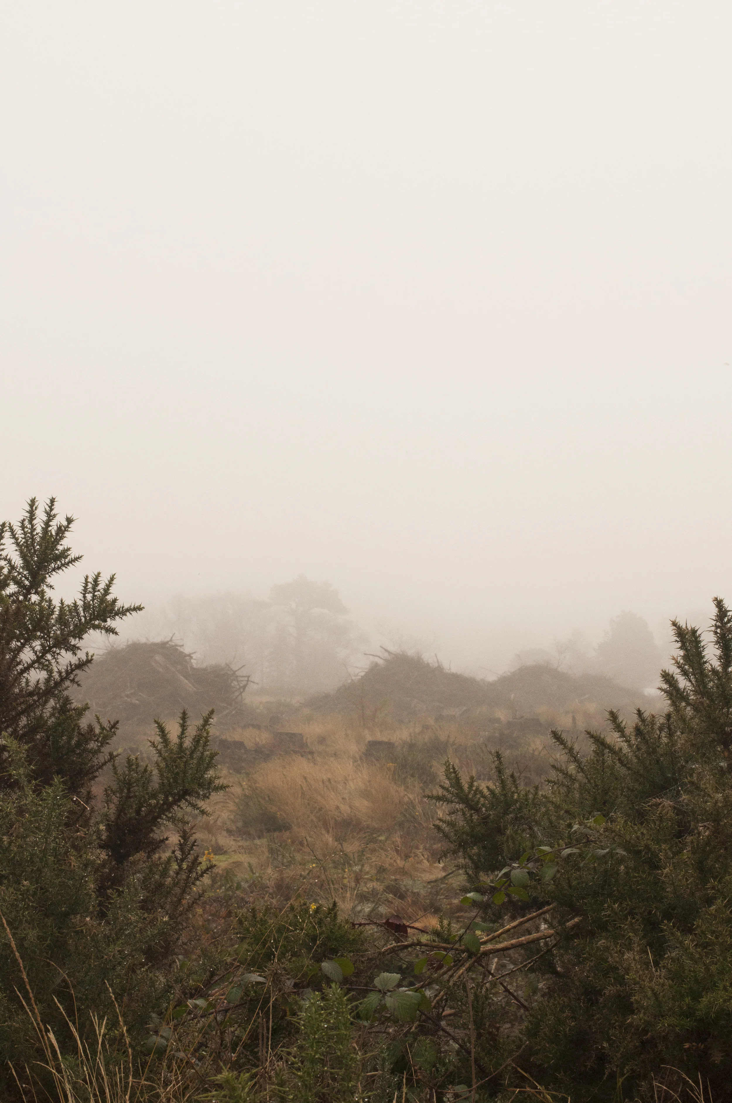 0888_Through the thicket.jpg