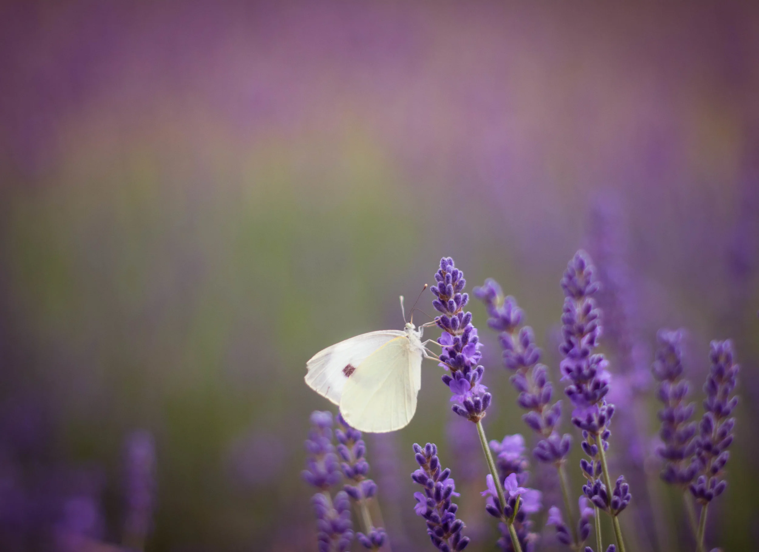 The natural healing benefit of essential oils