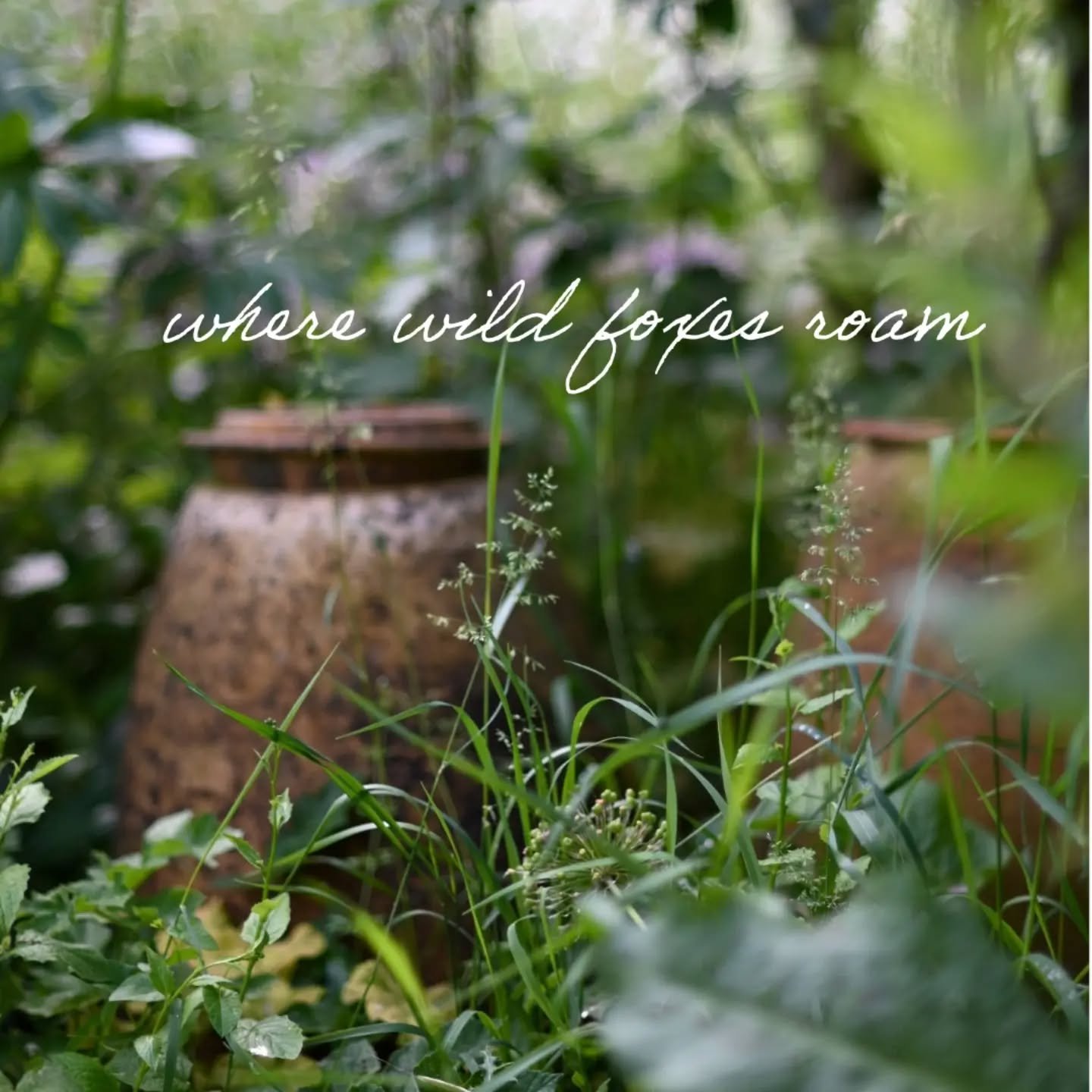 n o t e s / f r o m / m e a d o w s w e e t

If you love reading about nature, seasons, ways to slow down and reflections on this wild life then do subscribe to my brand new substack page.

It is completely free and every now and then you'll get note
