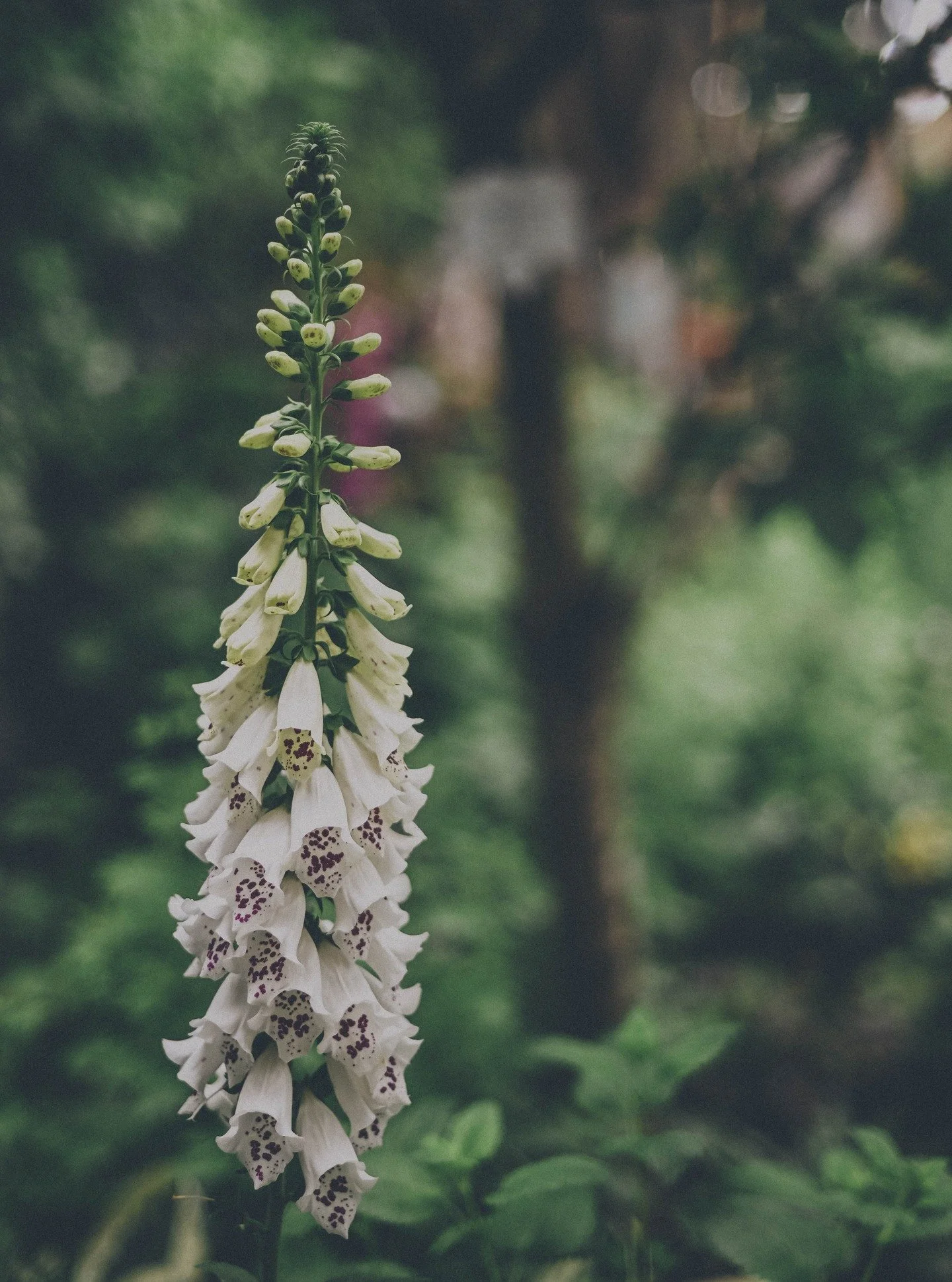 Today's, S L O W / S U N D A Y newsletter highlights how being outside in nature can help reduce stress, lower cortisol and how I have witnessed first hand the positive impact of being in nature from my time as a volunteer with 'Oxfordshire Mind'.

I