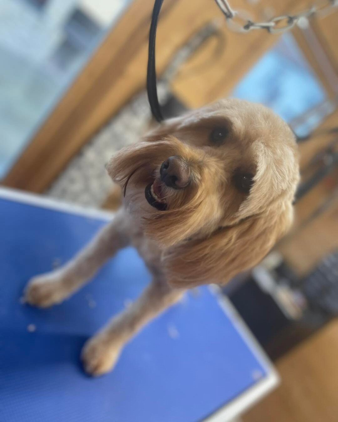 🐶💖 My Nelly noo! 🐶💖🐶