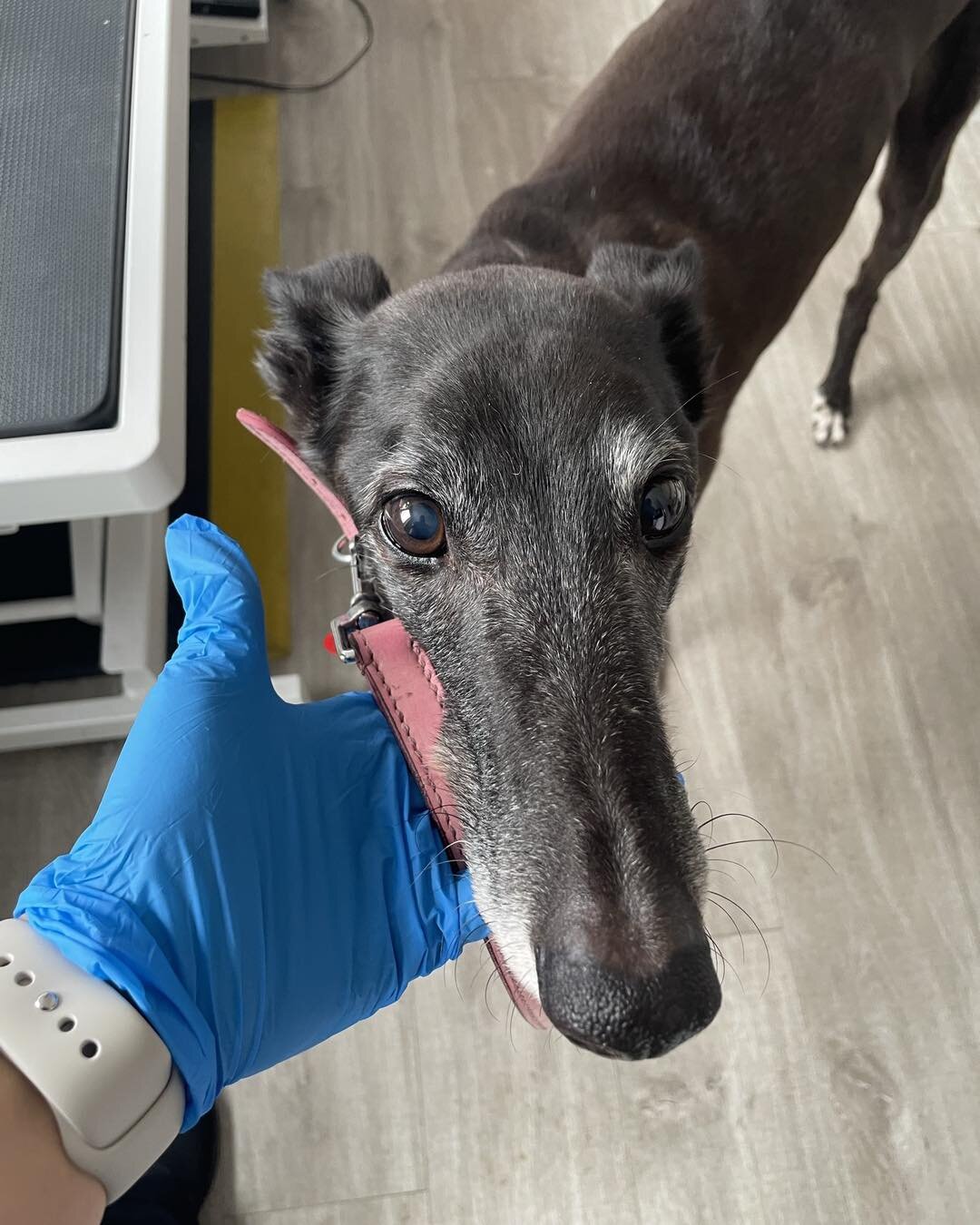 🌈 Very sad news this morning that this gentle soul of a Greyhound &amp; a real Gentlemen has passed over the rainbow, those eyes🥹💙run free the lovely Dean 💙💙💙