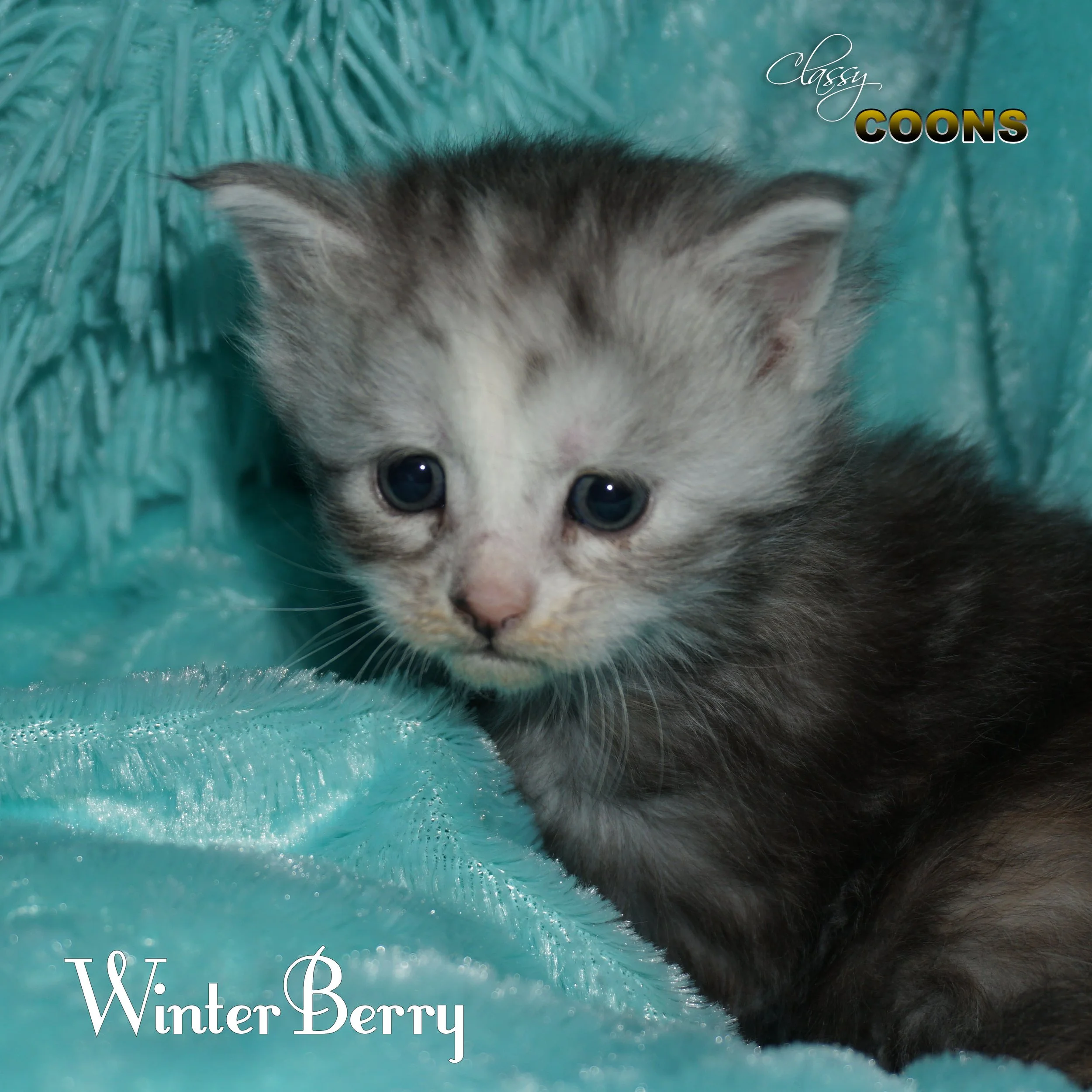 Maine Coon Kitten For Sale