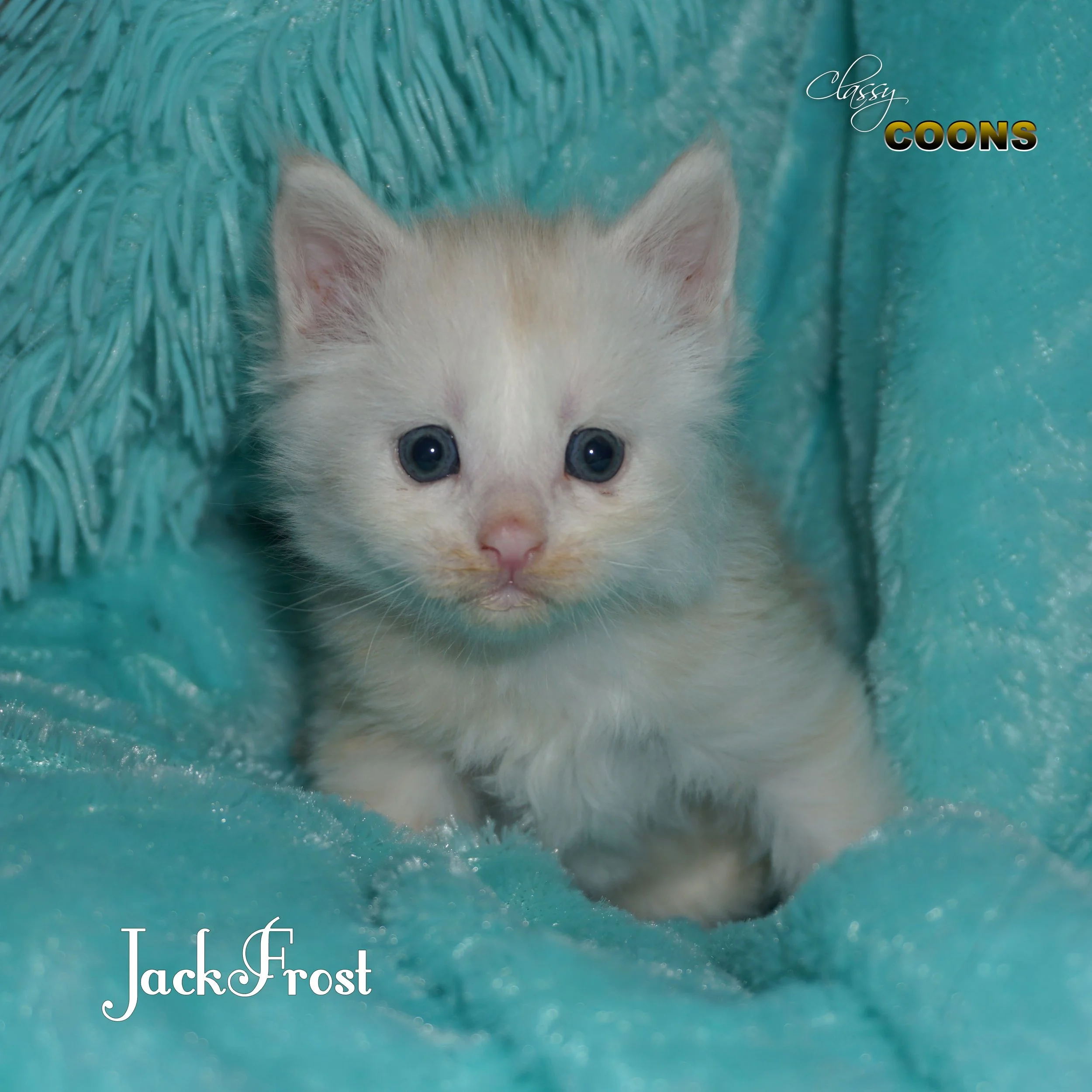 Maine Coon Kitten For Sale