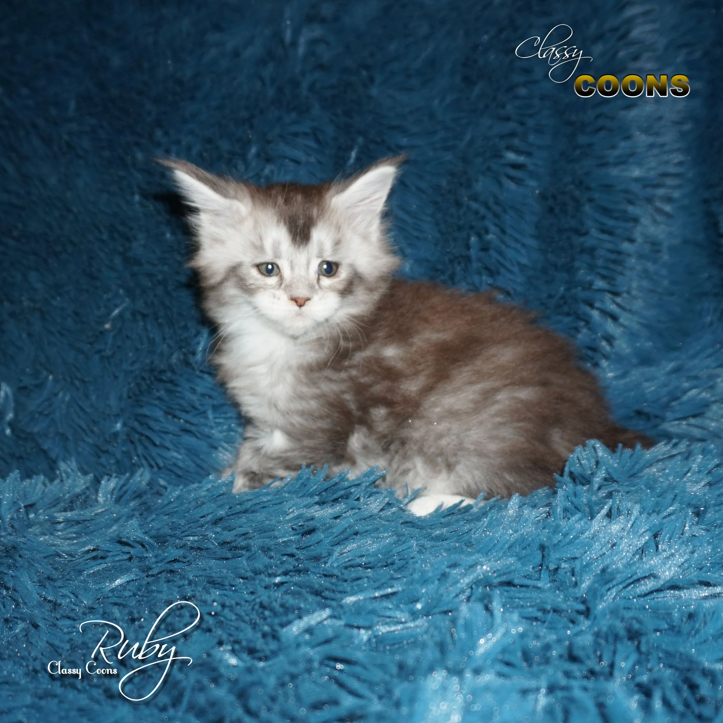 Maine Coon Cat Ruby