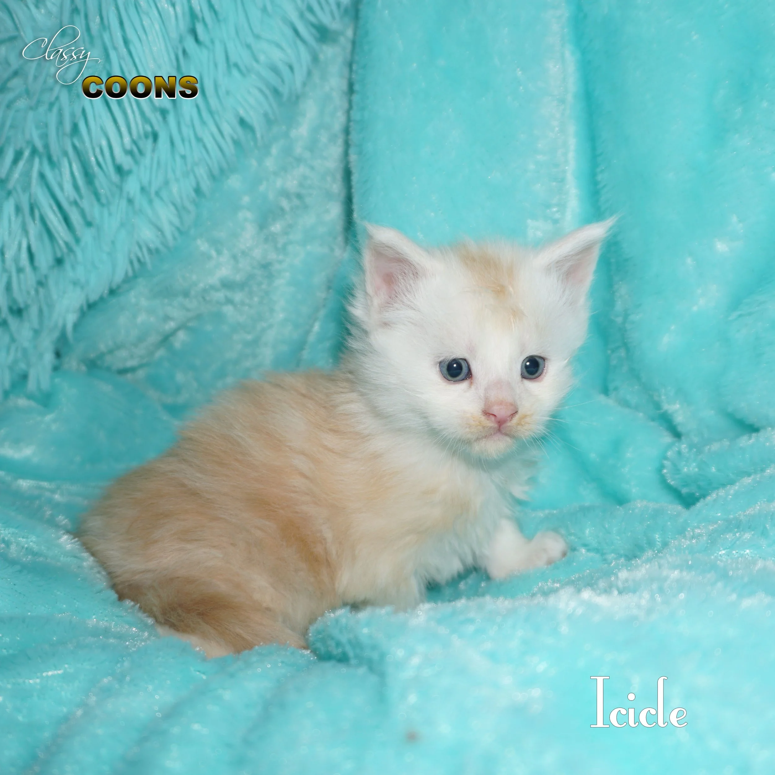 Maine Coon Kitten For Sale