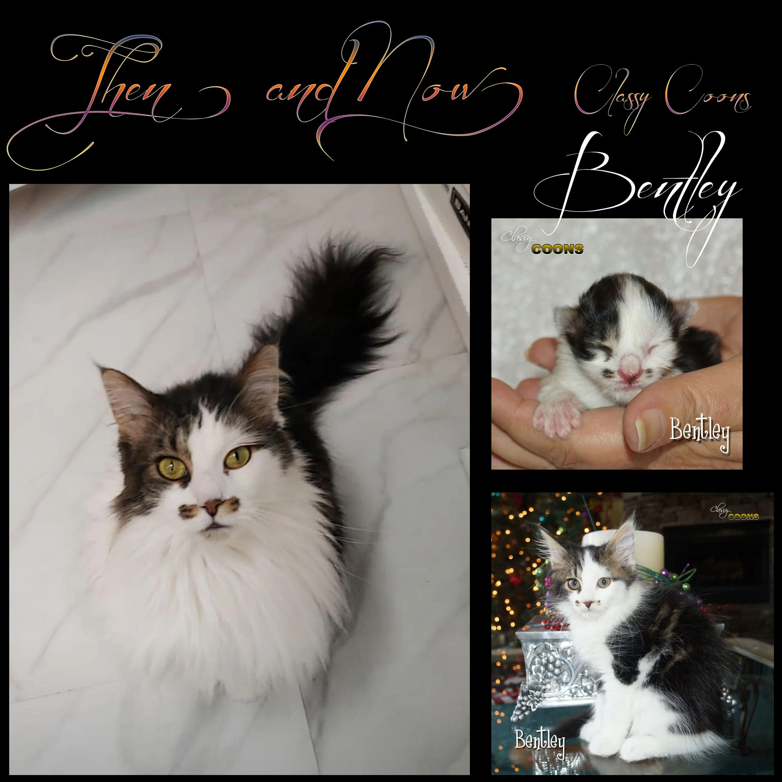 Classy Coons Bentley Then and Now