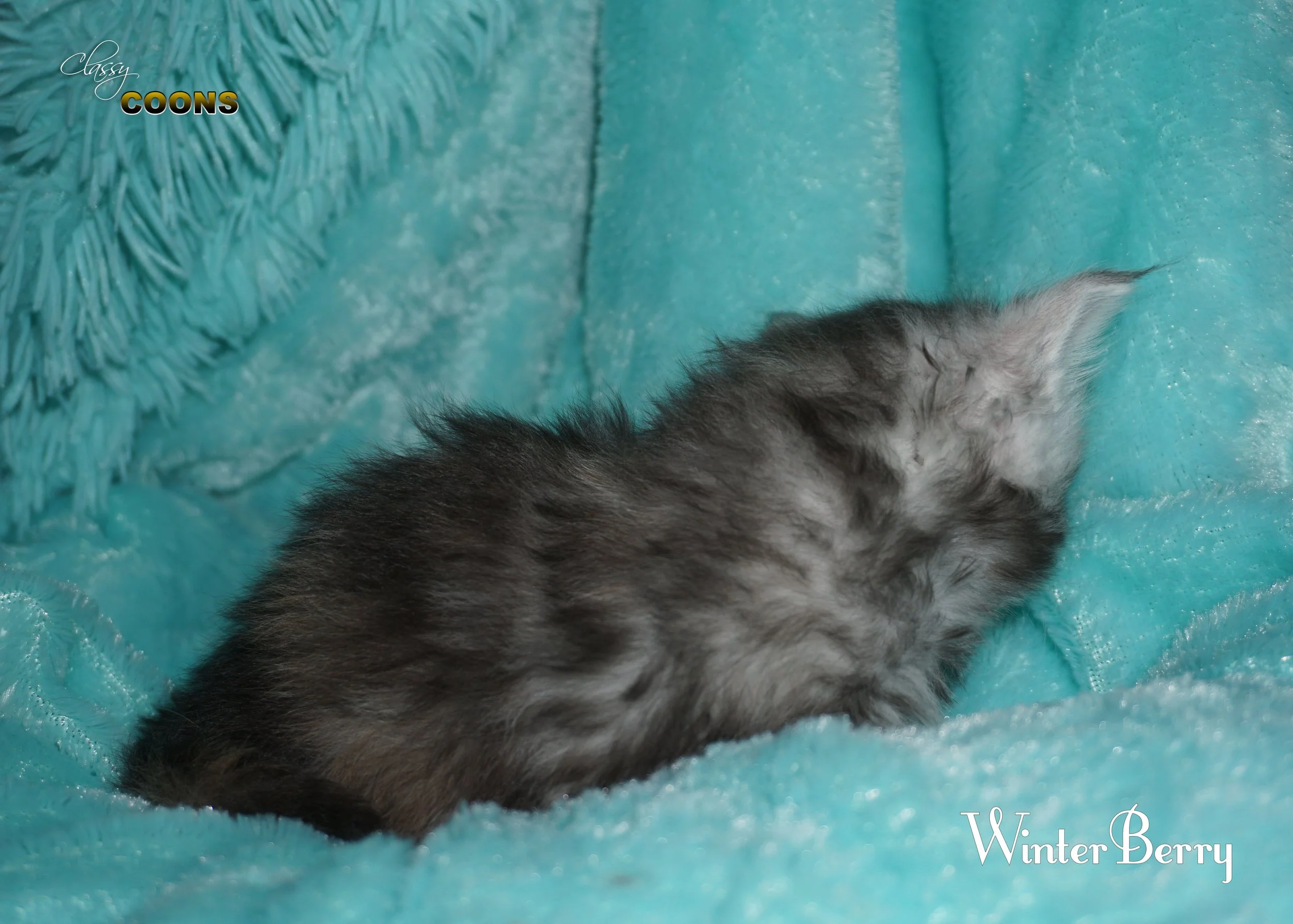 Maine Coon Kitten For Sale