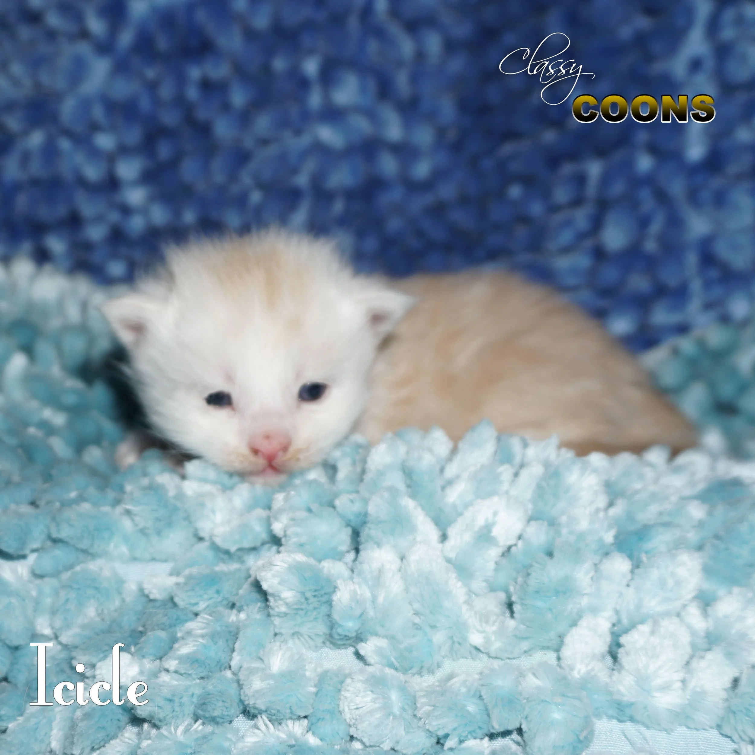 Maine Coon Kitten Icicle