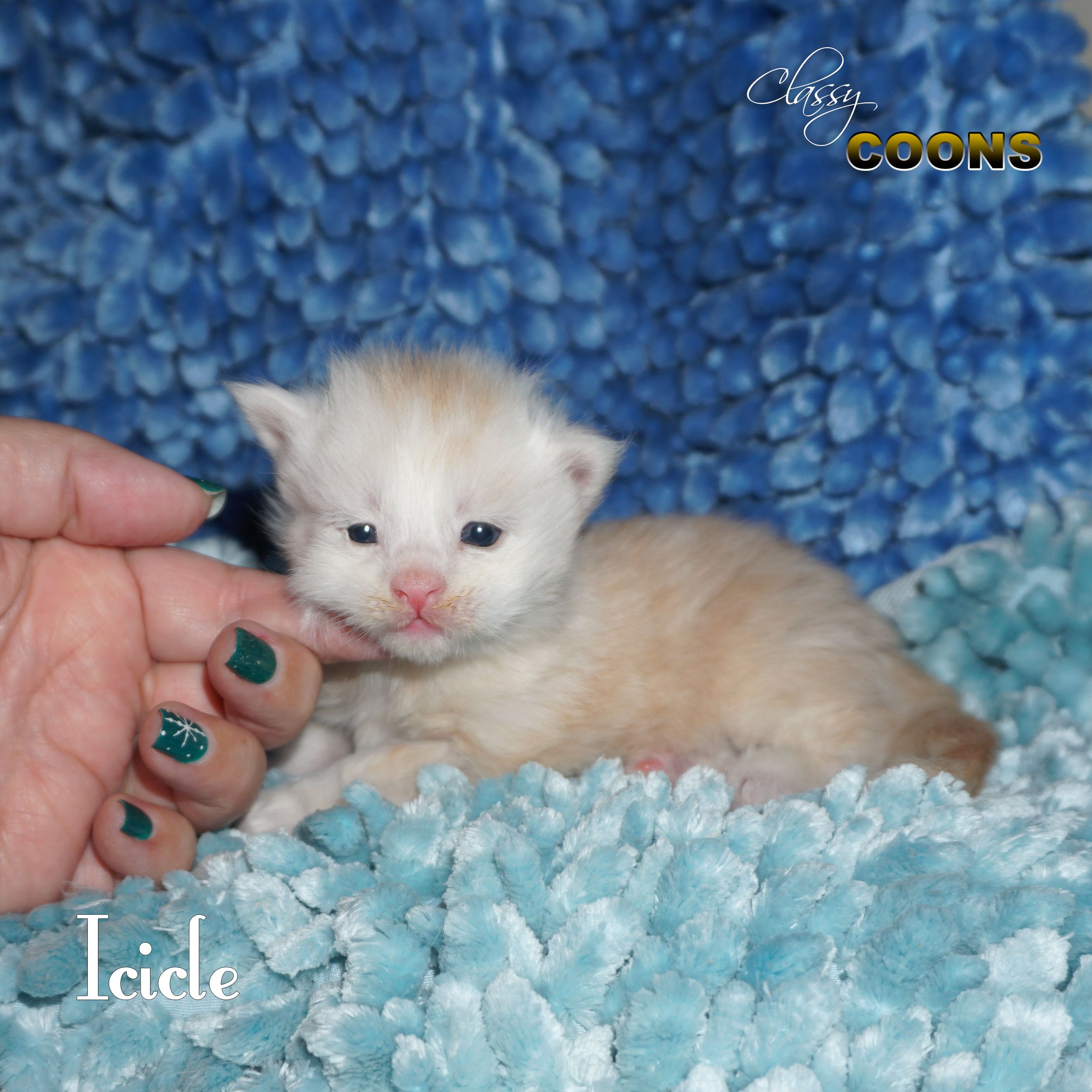 Maine Coon Kitten Icicle