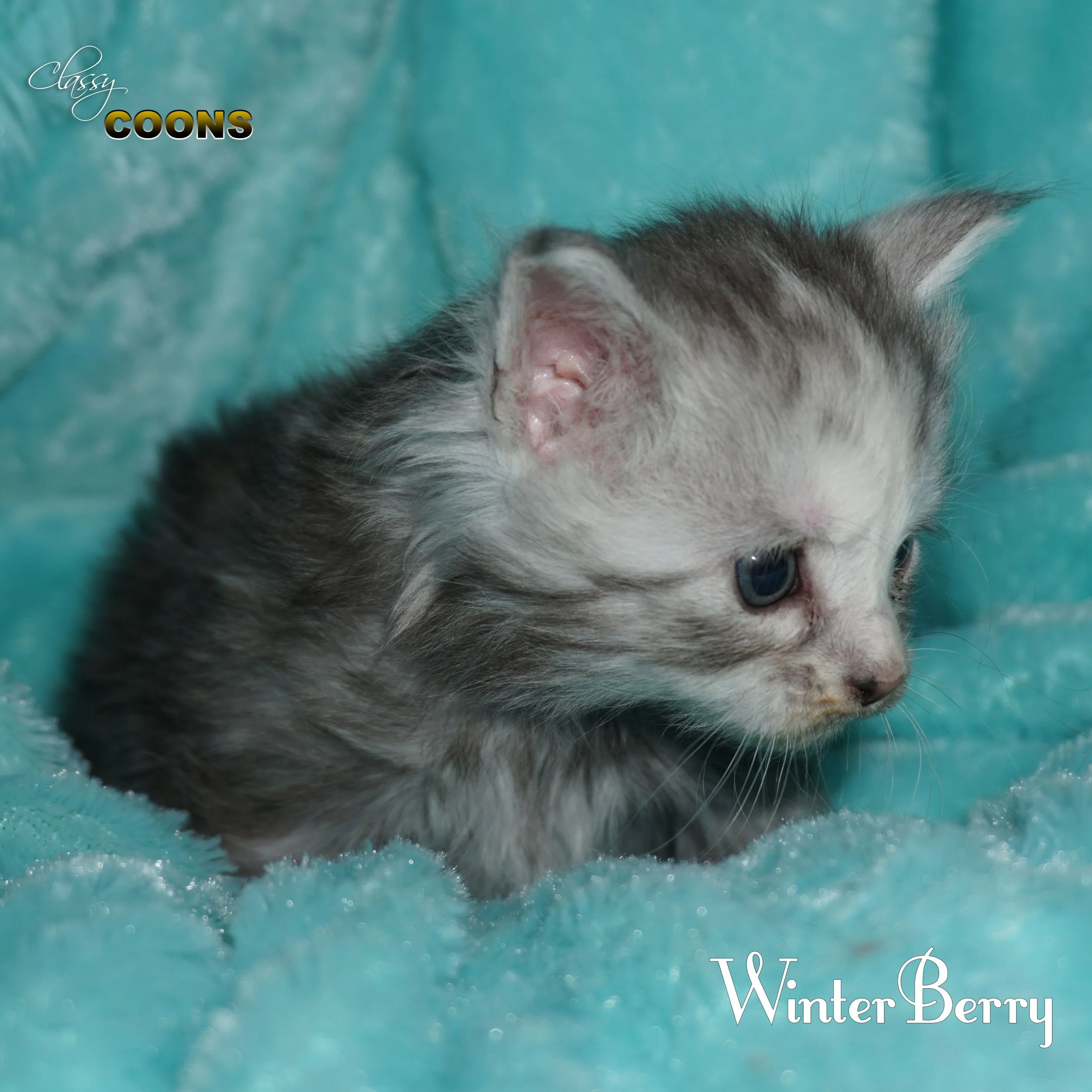 Maine Coon Kitten For Sale