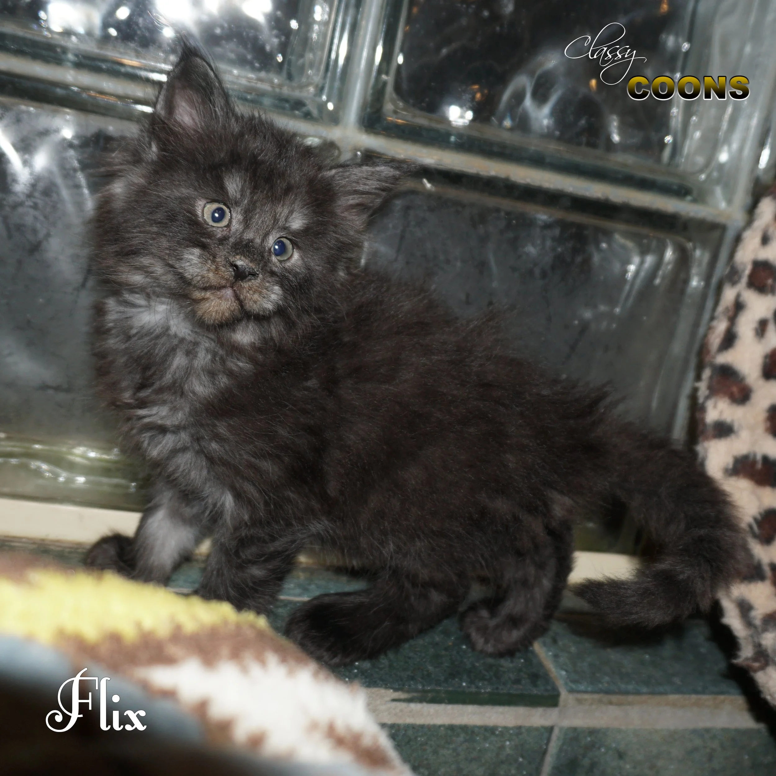 Flix is a black smoke female Maine Coon kitten raised at Classy Coons in Northeast Georgia.