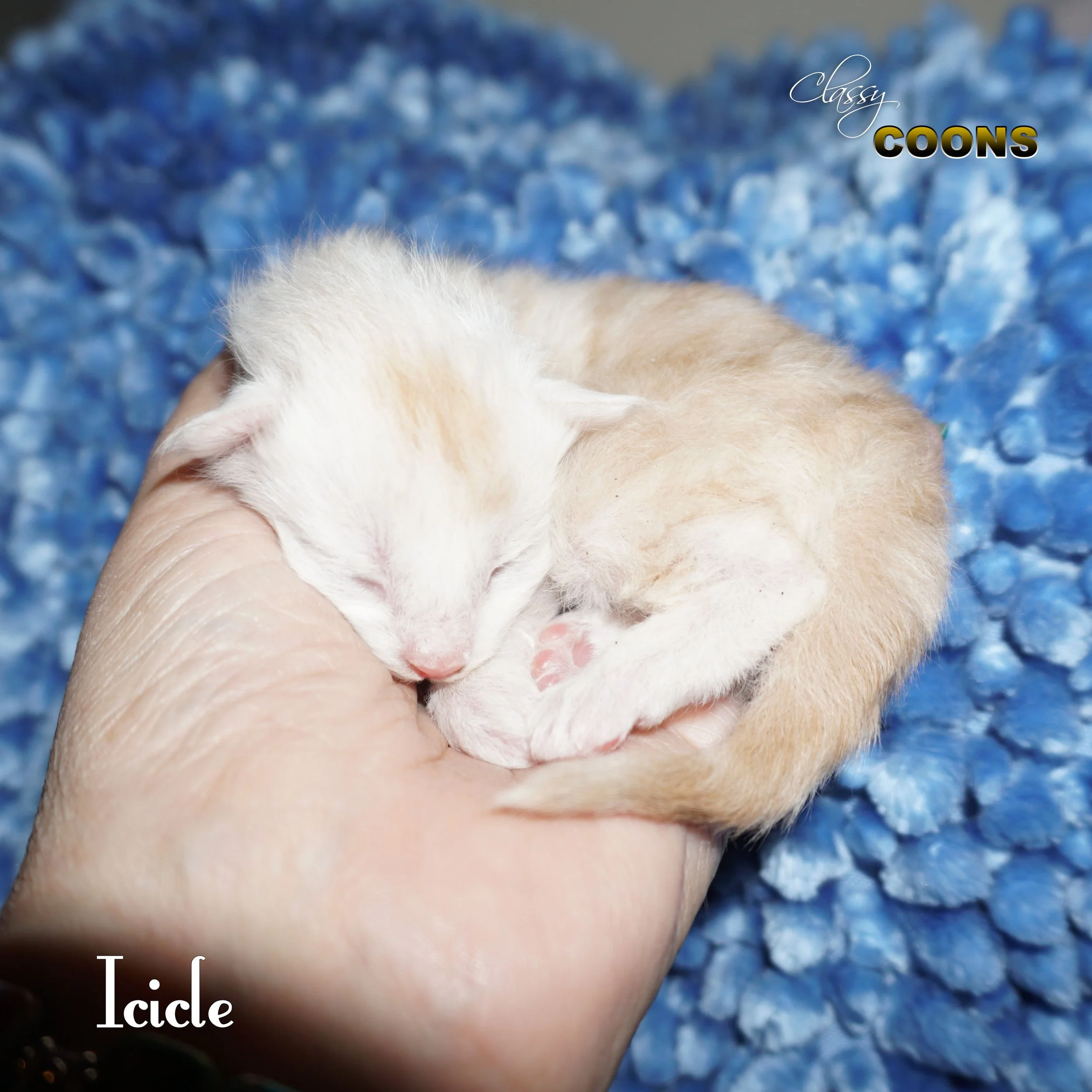 Maine Coon Kitten Icicle