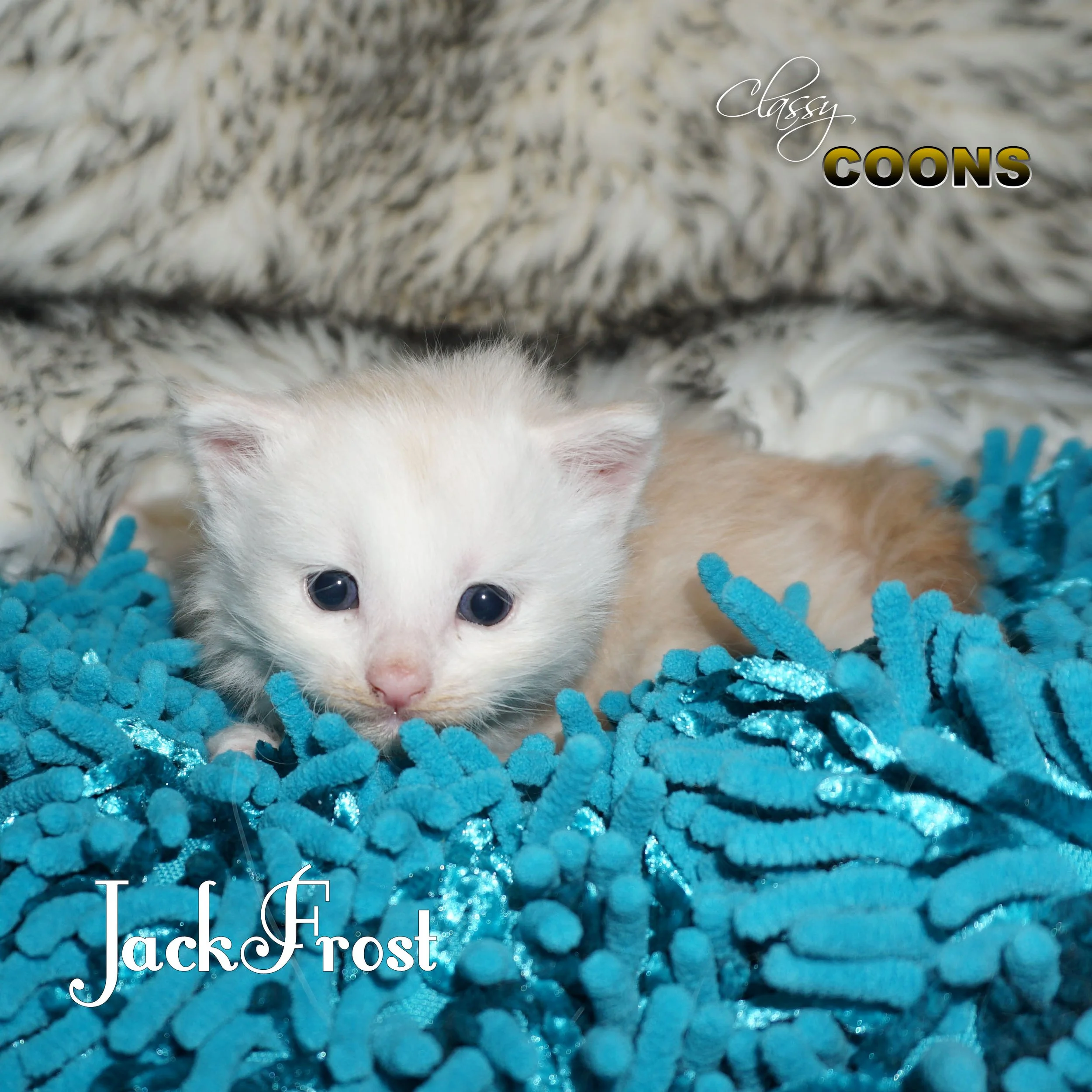 Maine Coon Kitten Jack Frost