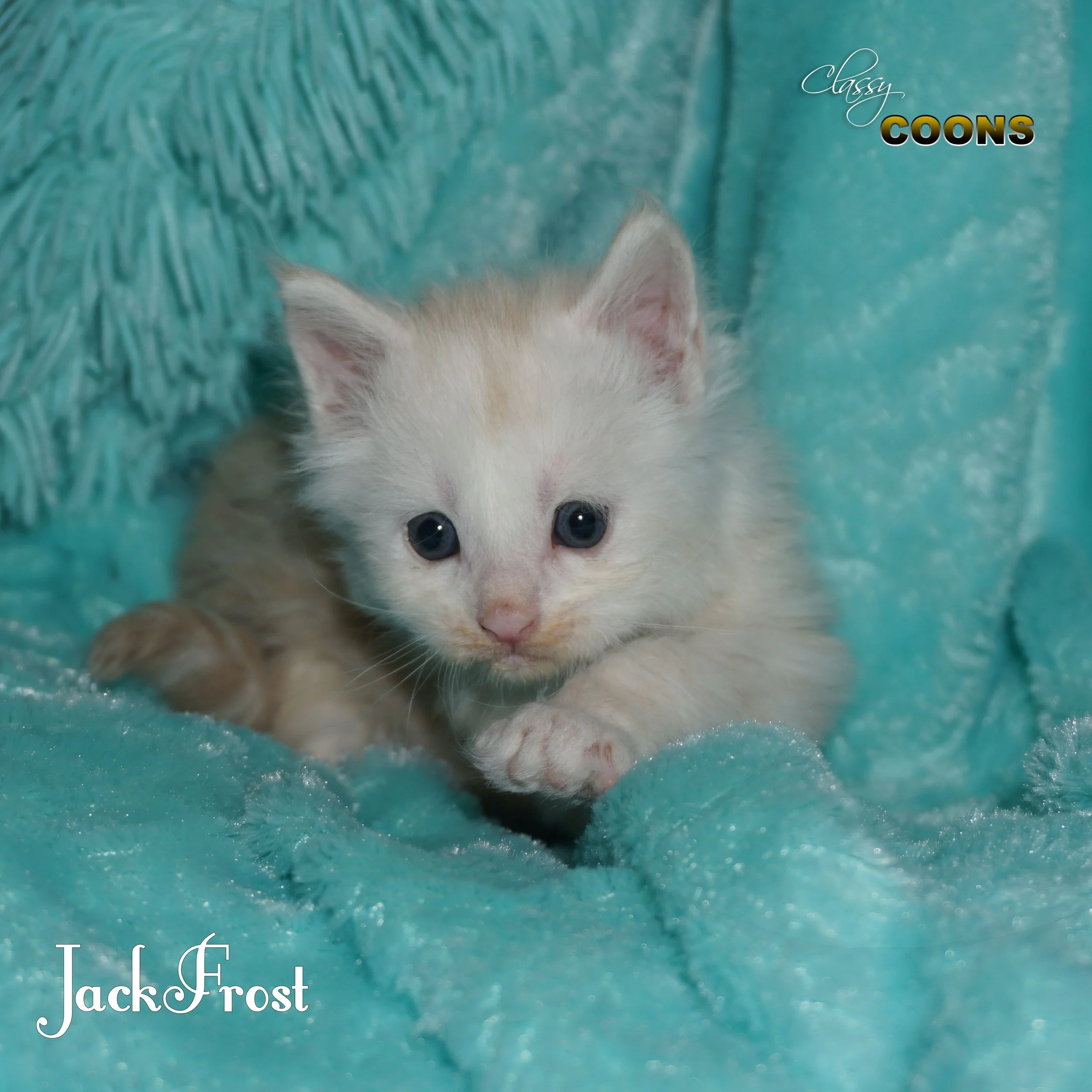 Maine Coon Kitten For Sale