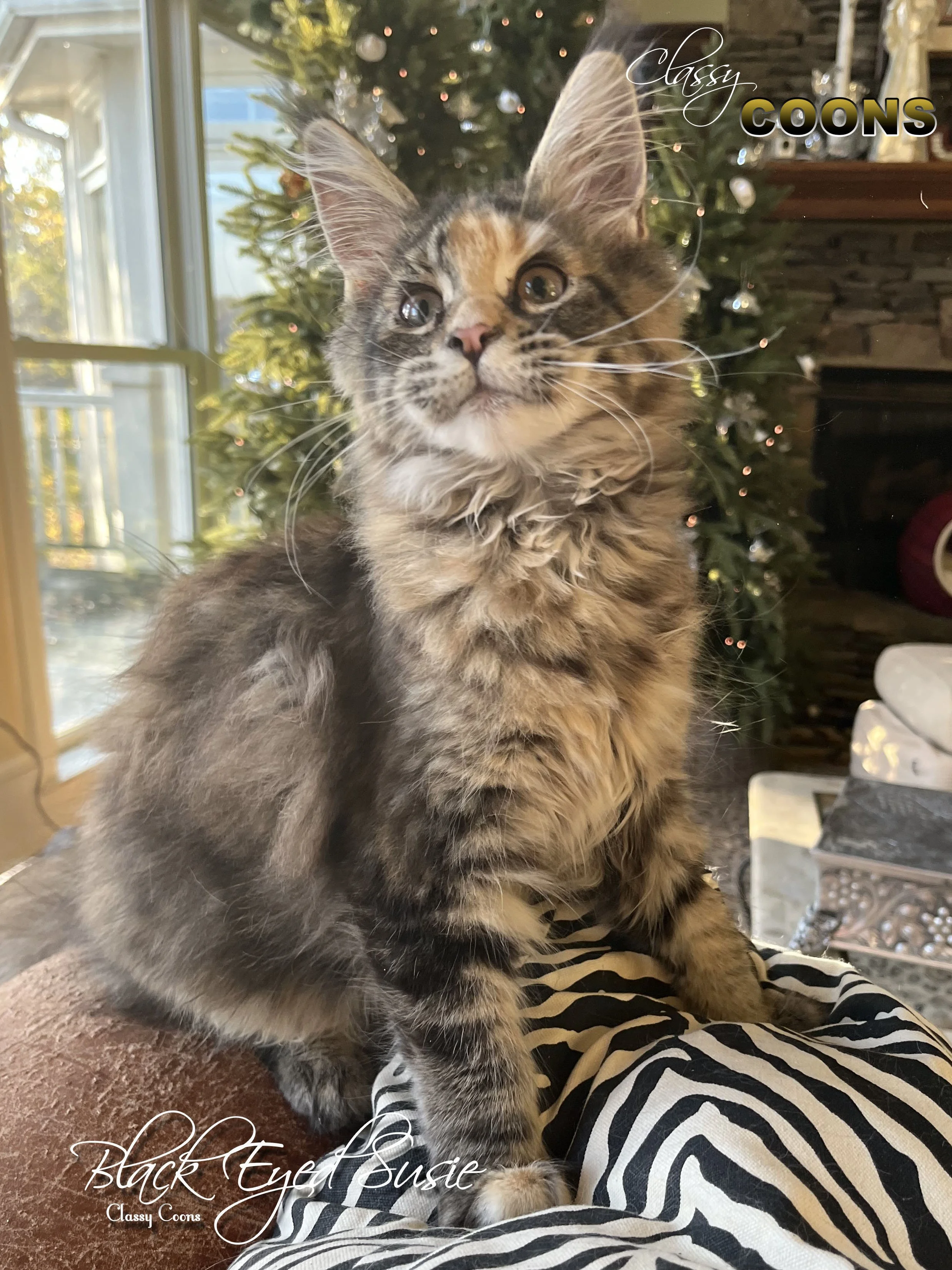 Maine Coon Cat Sue